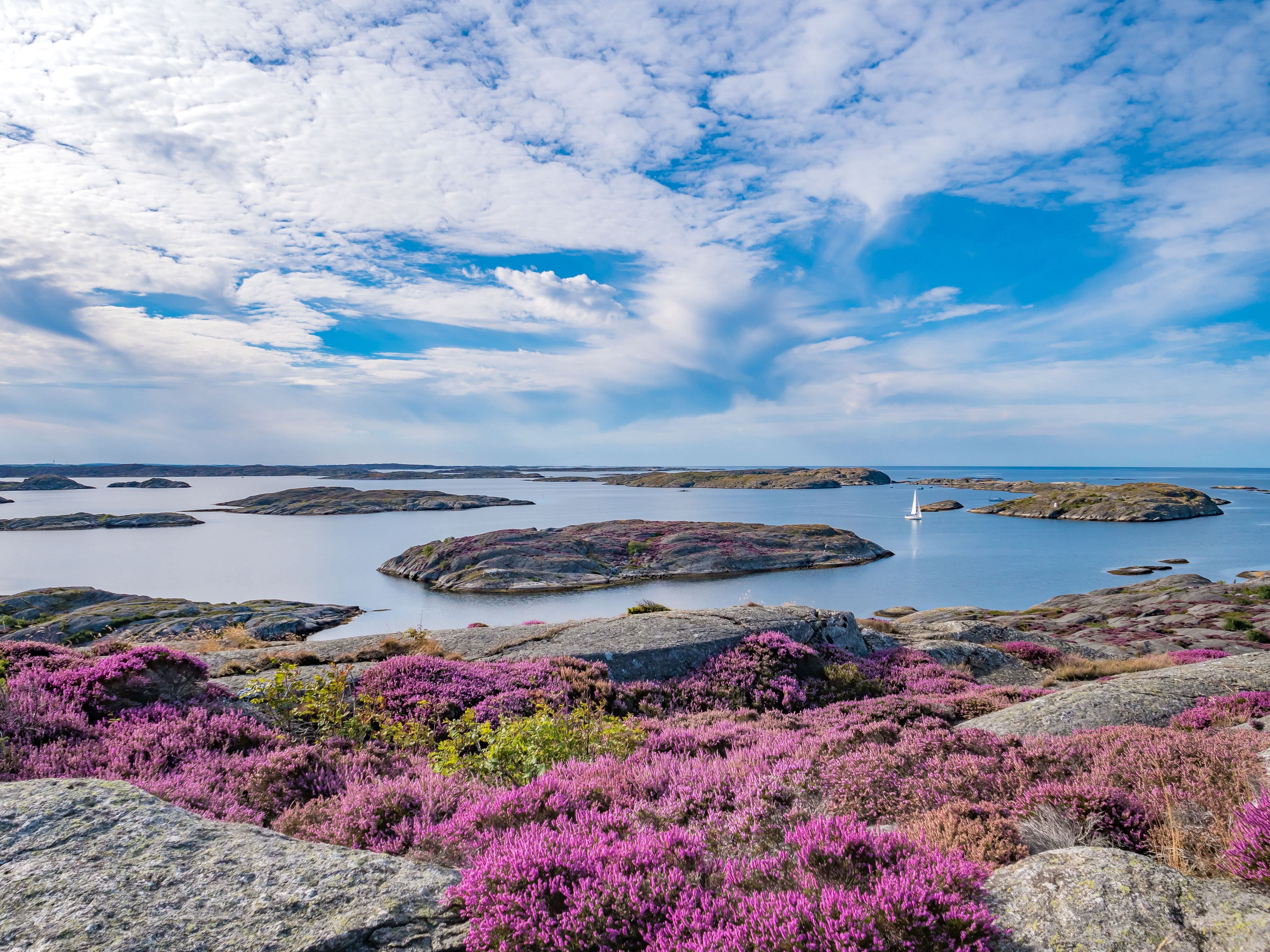 Kivinen rantamaisema, jossa kasvaa paljon kanervaa.