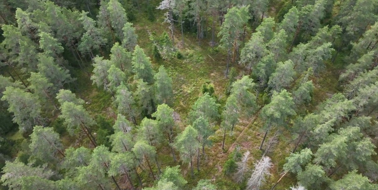 Skog som är avverkad i luckor