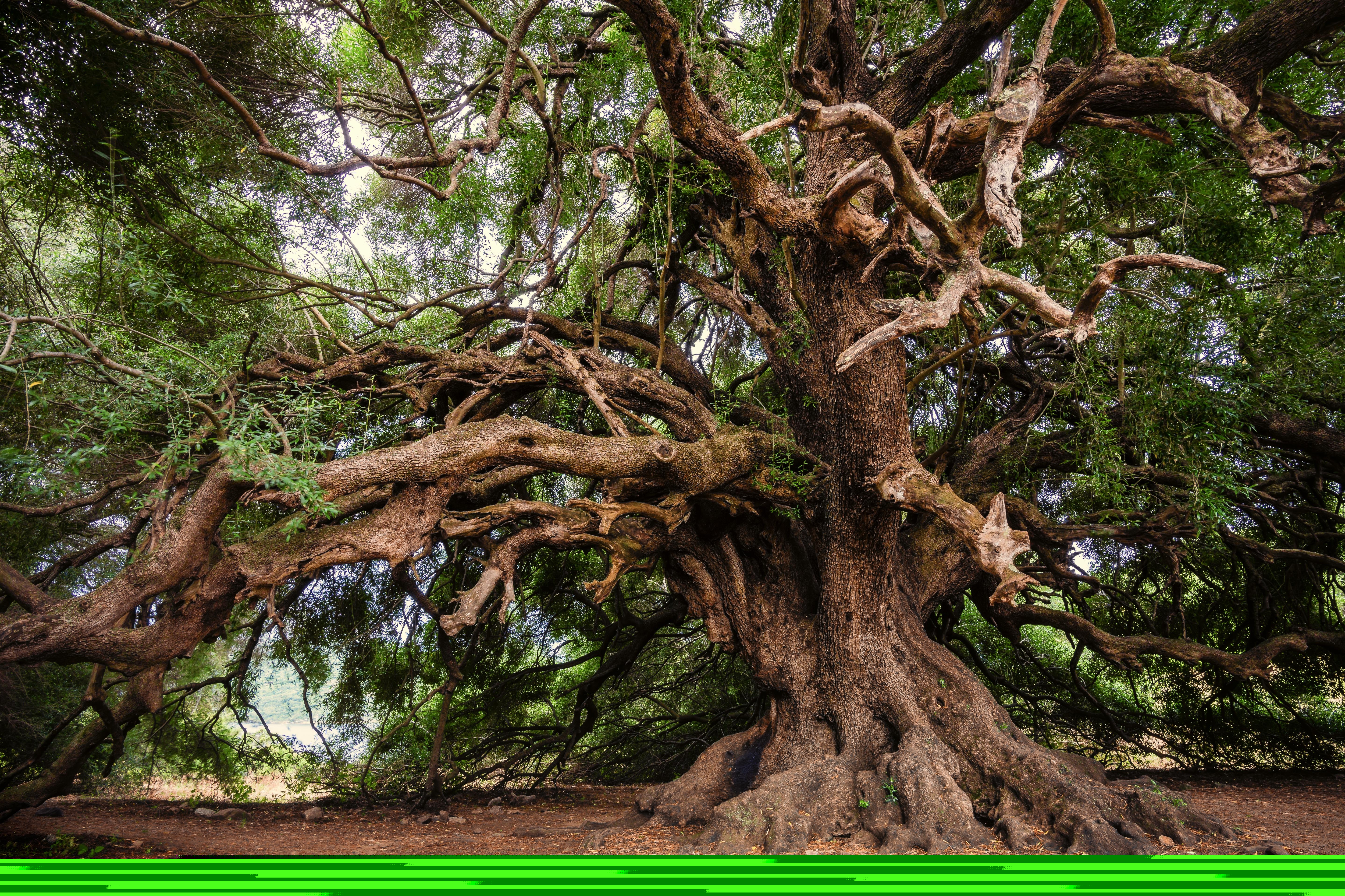 Ett gammalt olivträd.