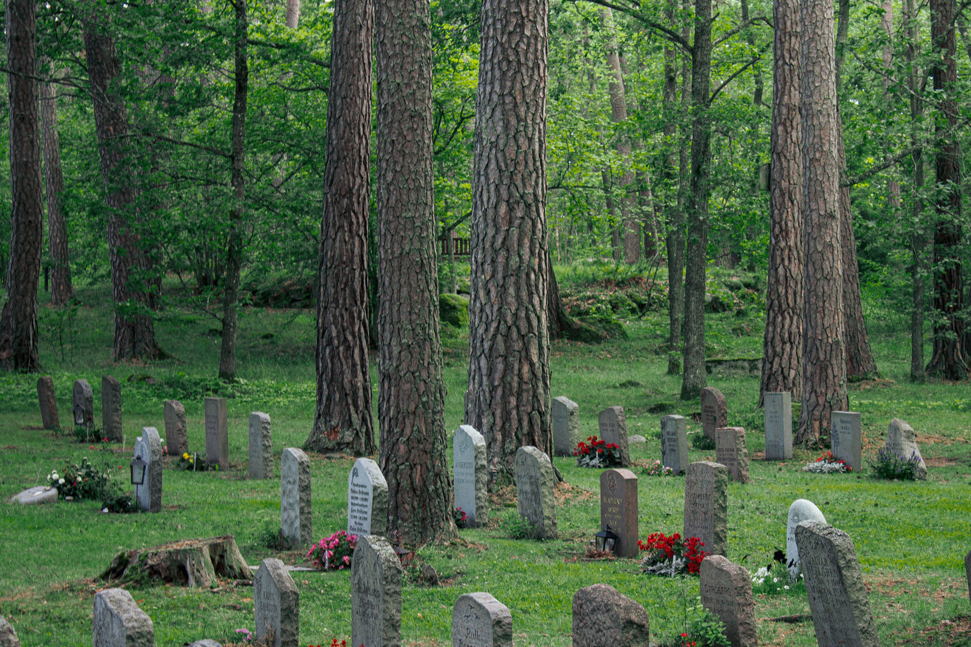 Gravstenar på en skogskyrkogård.
