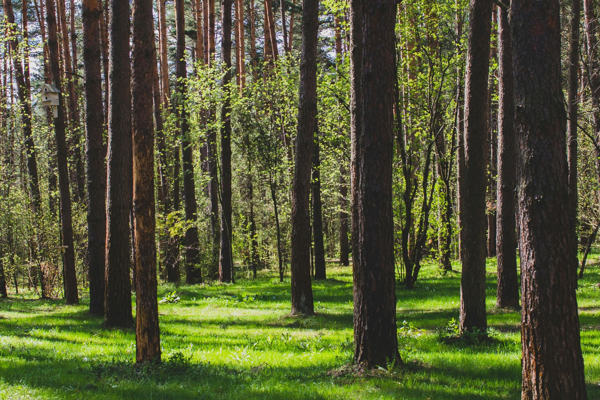 Bild på träd i en skogsglänta. 