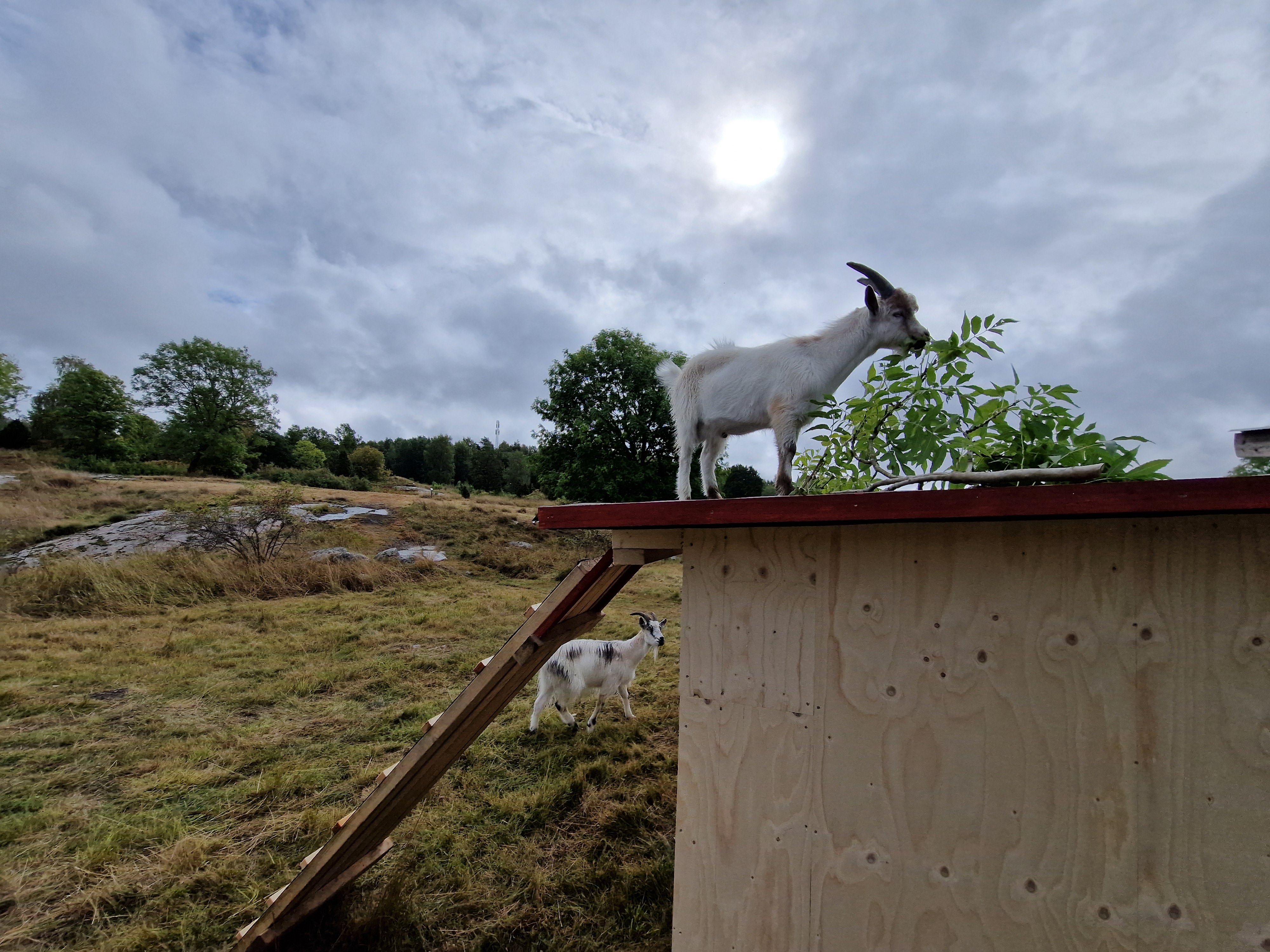 Getterna klättrar på taket.