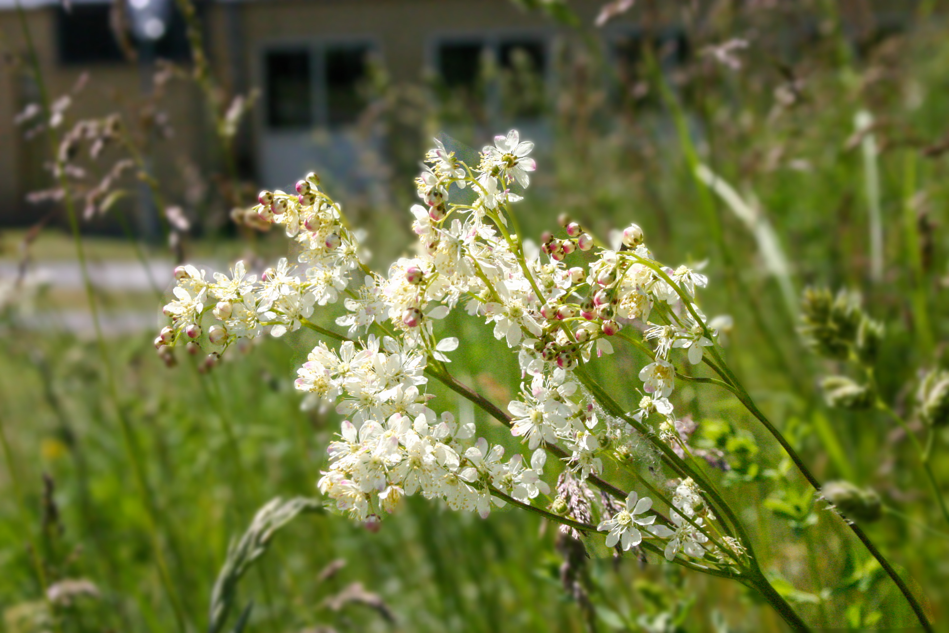 Vita blommor på äng