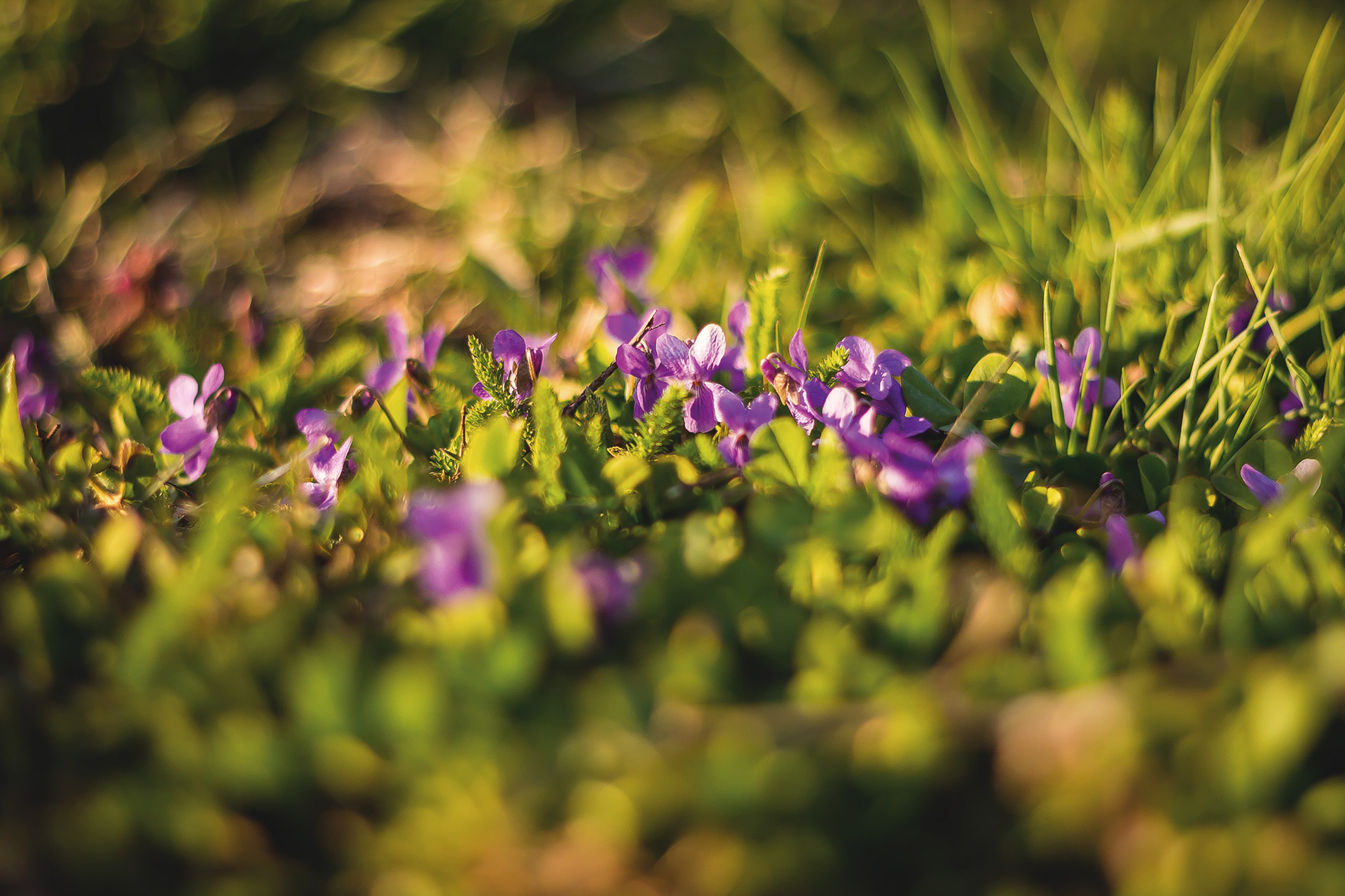 Lila blommor i en grön suddig omgivning.