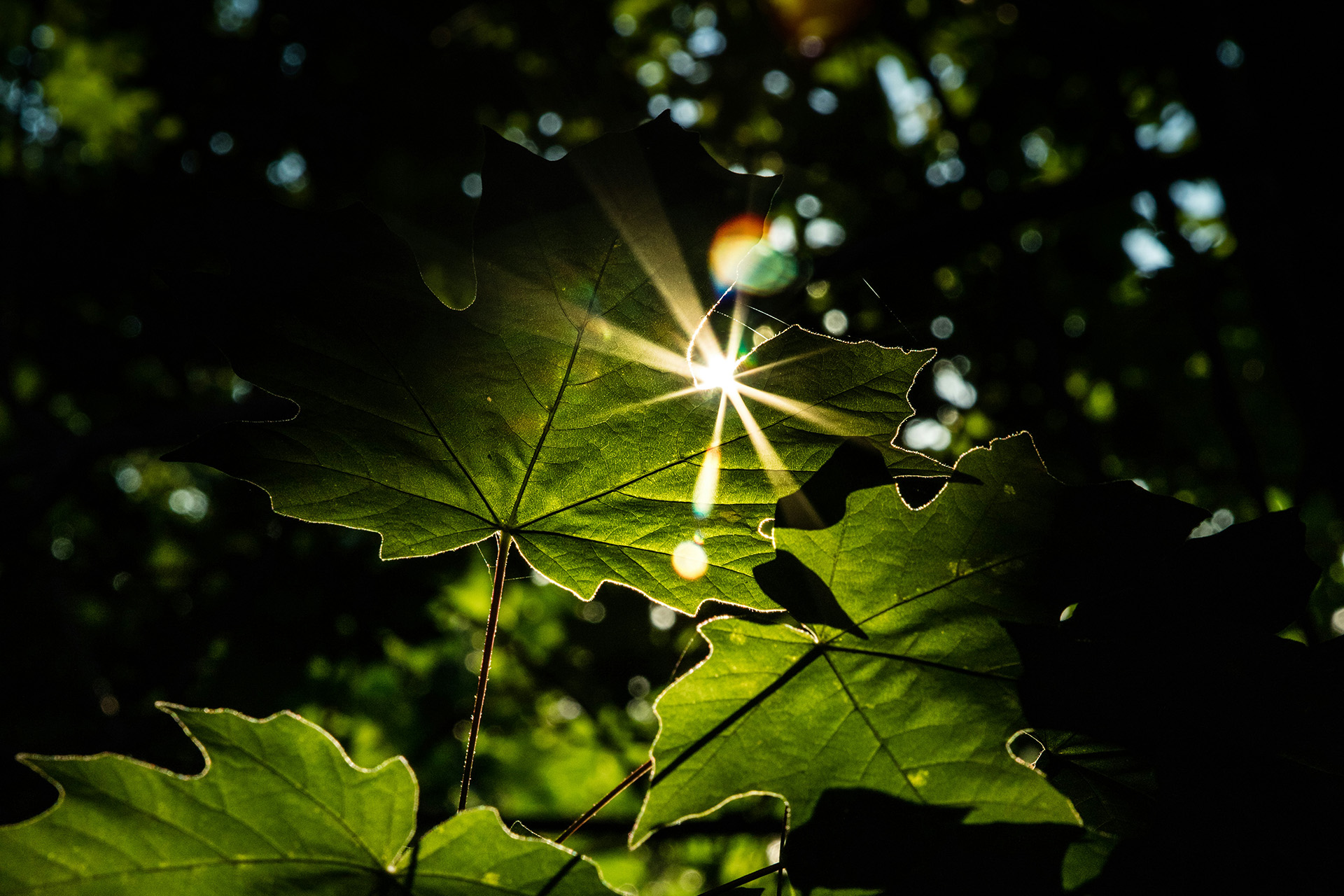 Solsken genom lövverk.