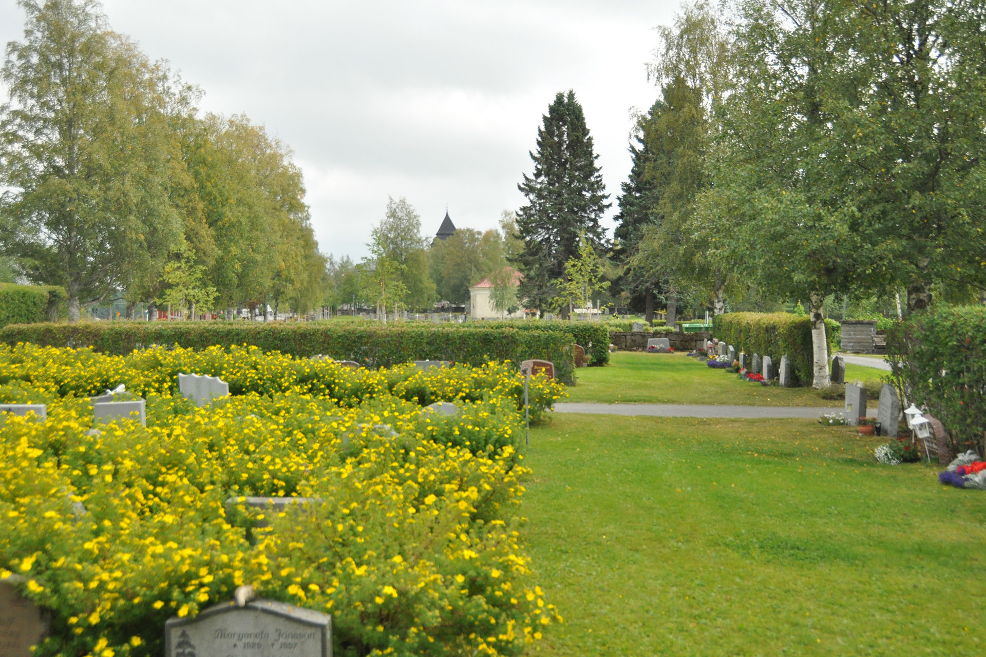 Kyrkogård med blommande buskar och kyrktorn i fjärran.