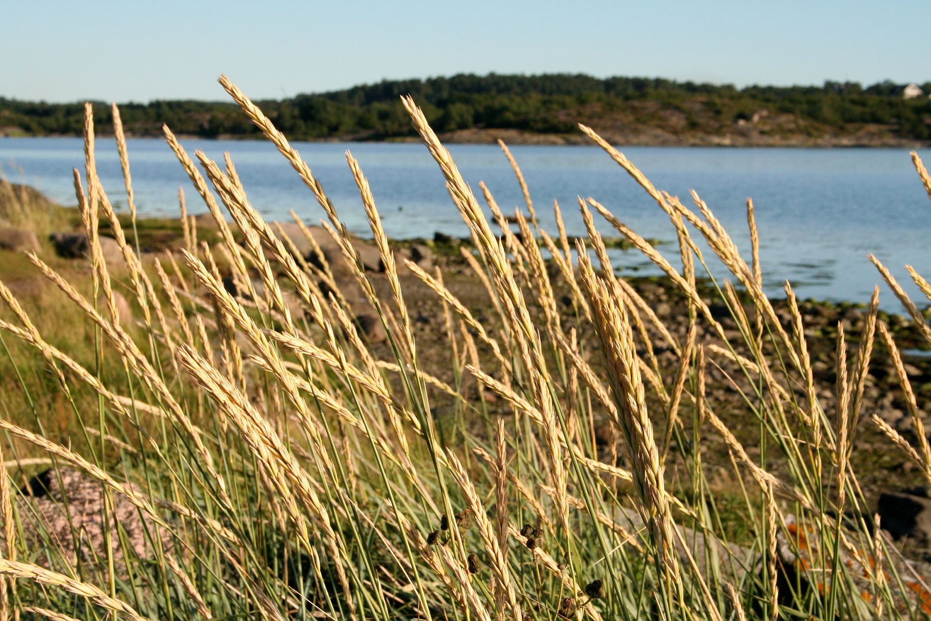 Sommarlandskap