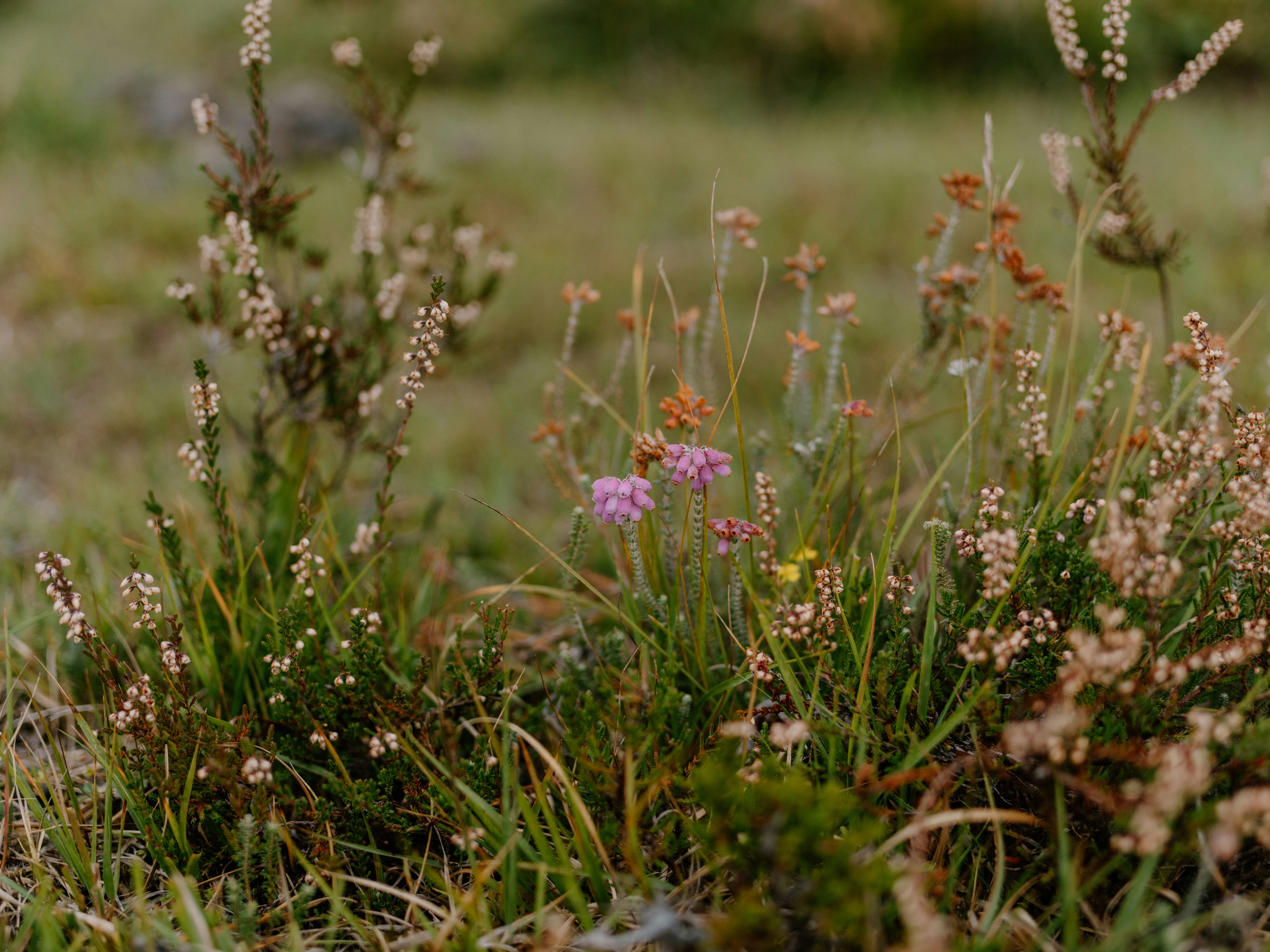 blomsteräng