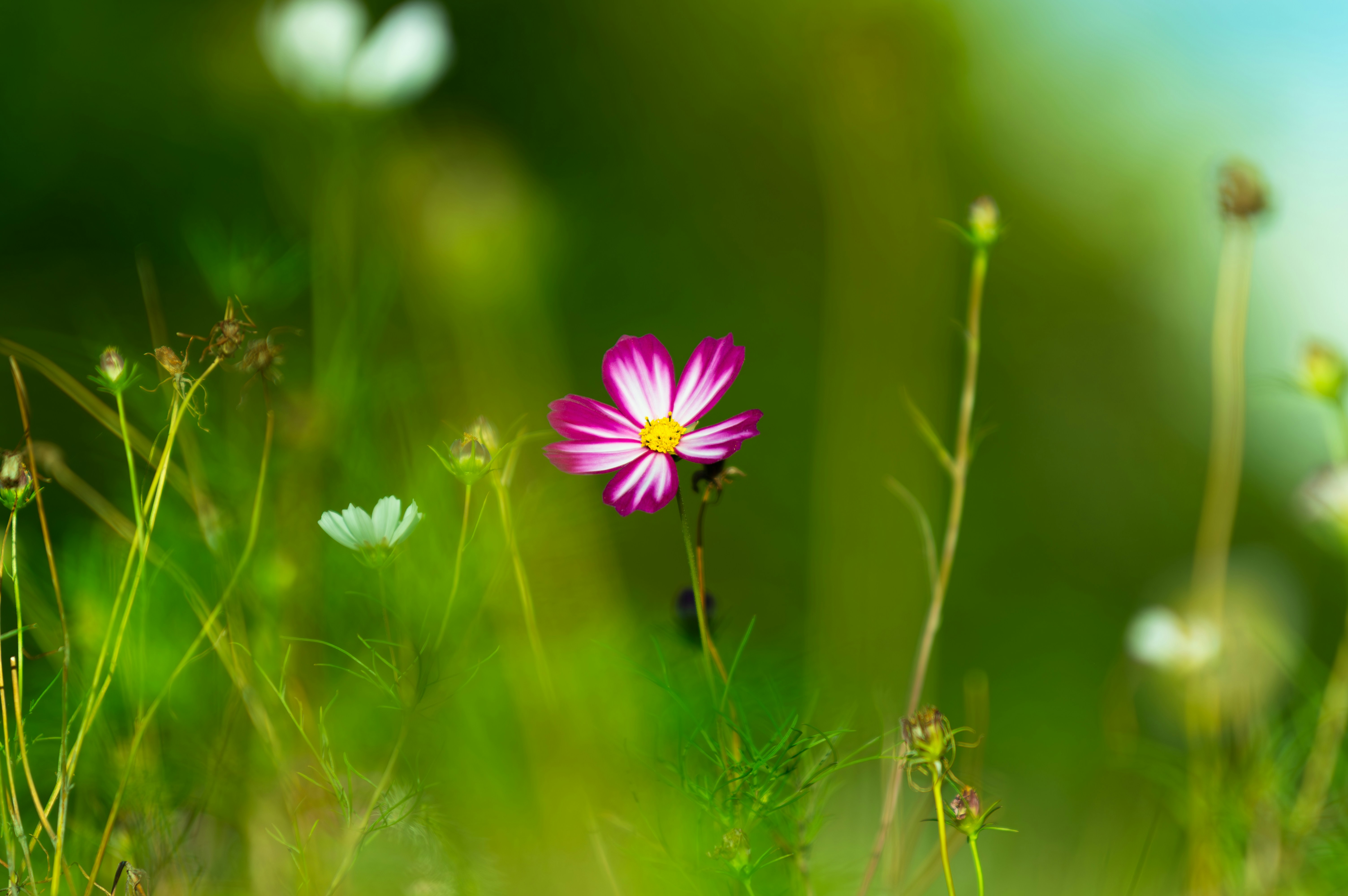 sommarblomma