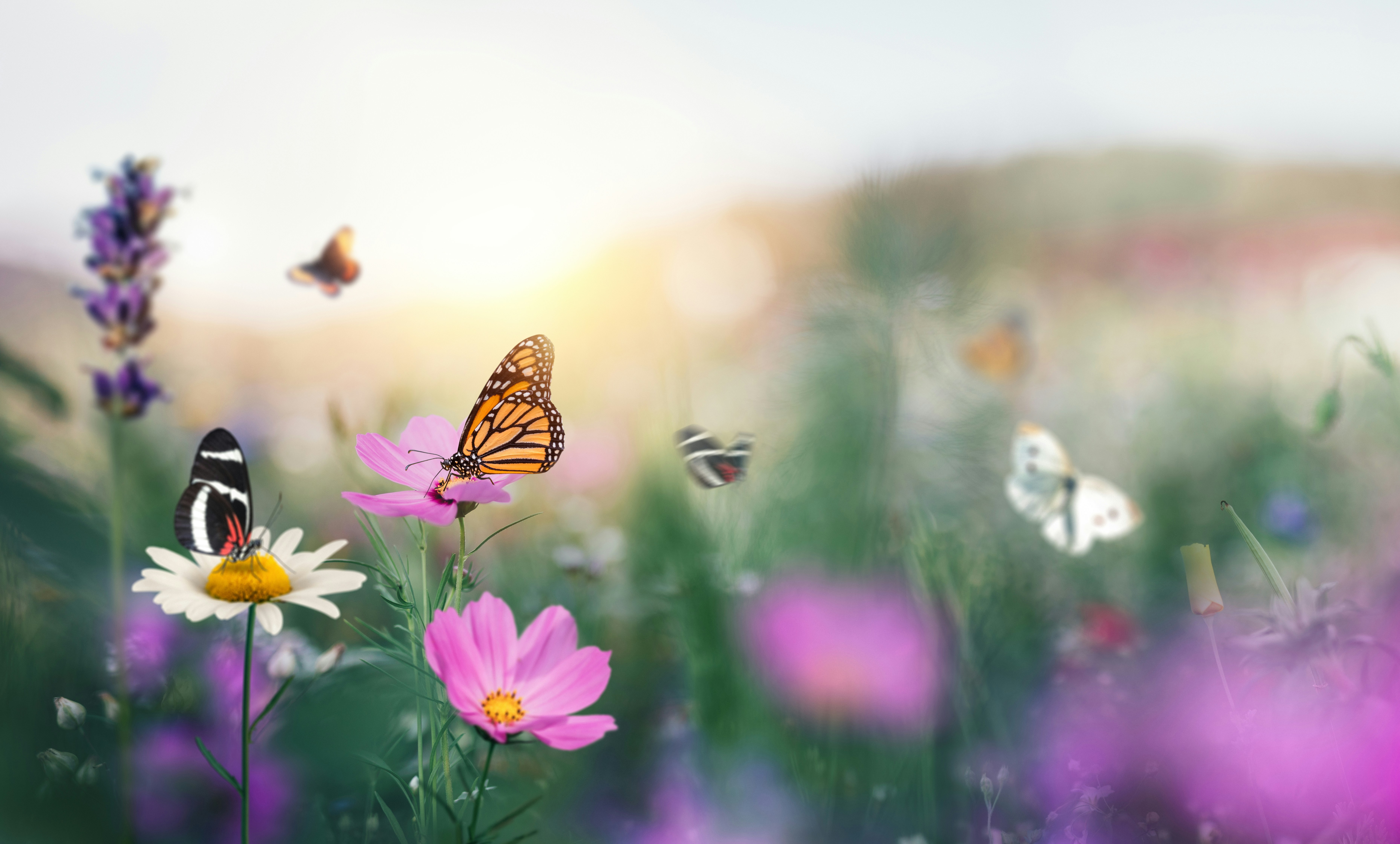blommor