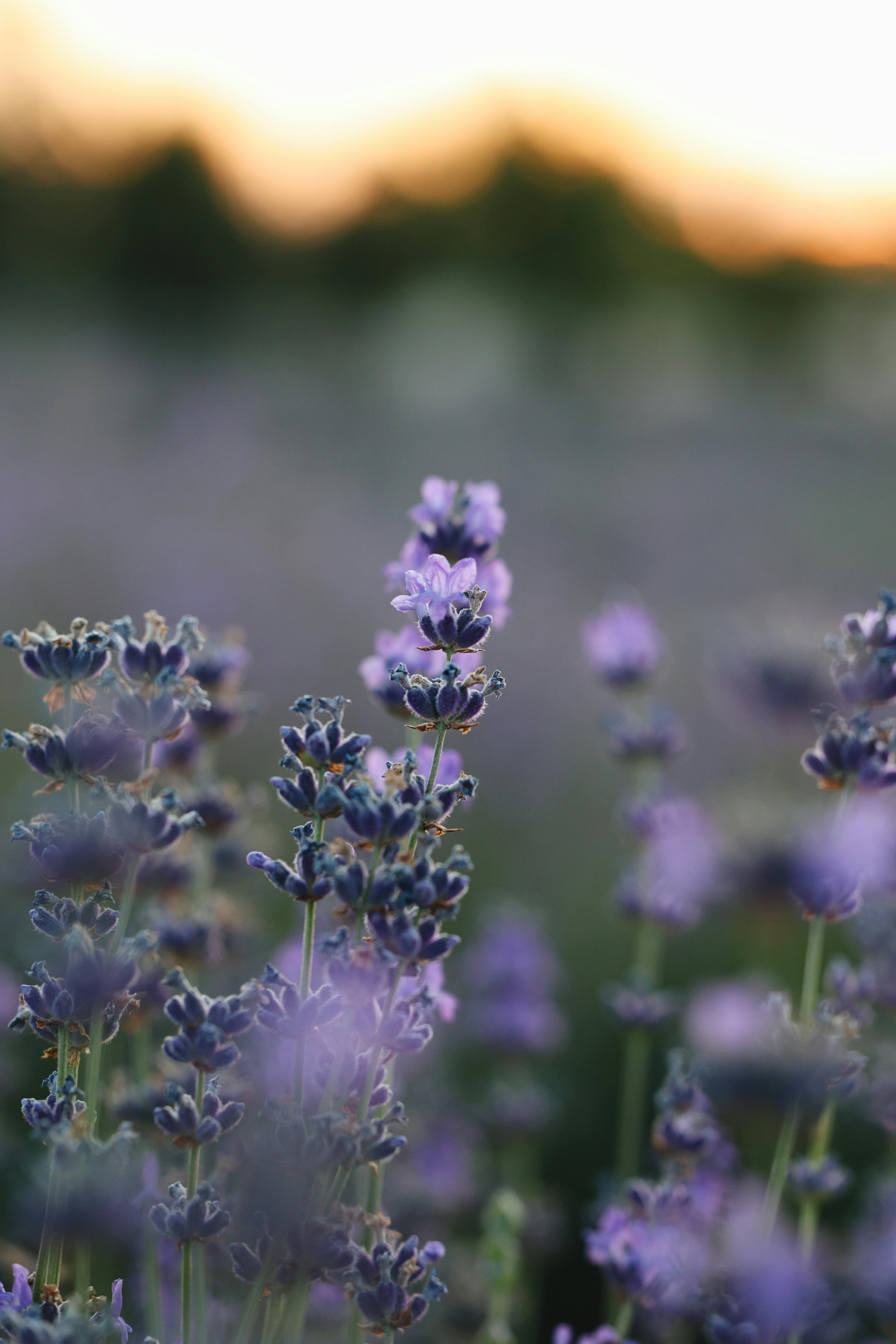 lavendel