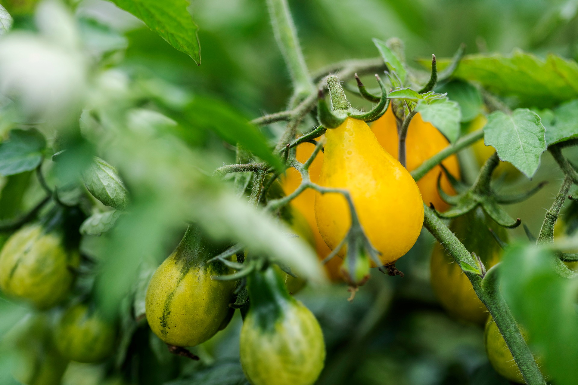 Närbild på en tomatplanta, gula pärontomater bland gröna blad.