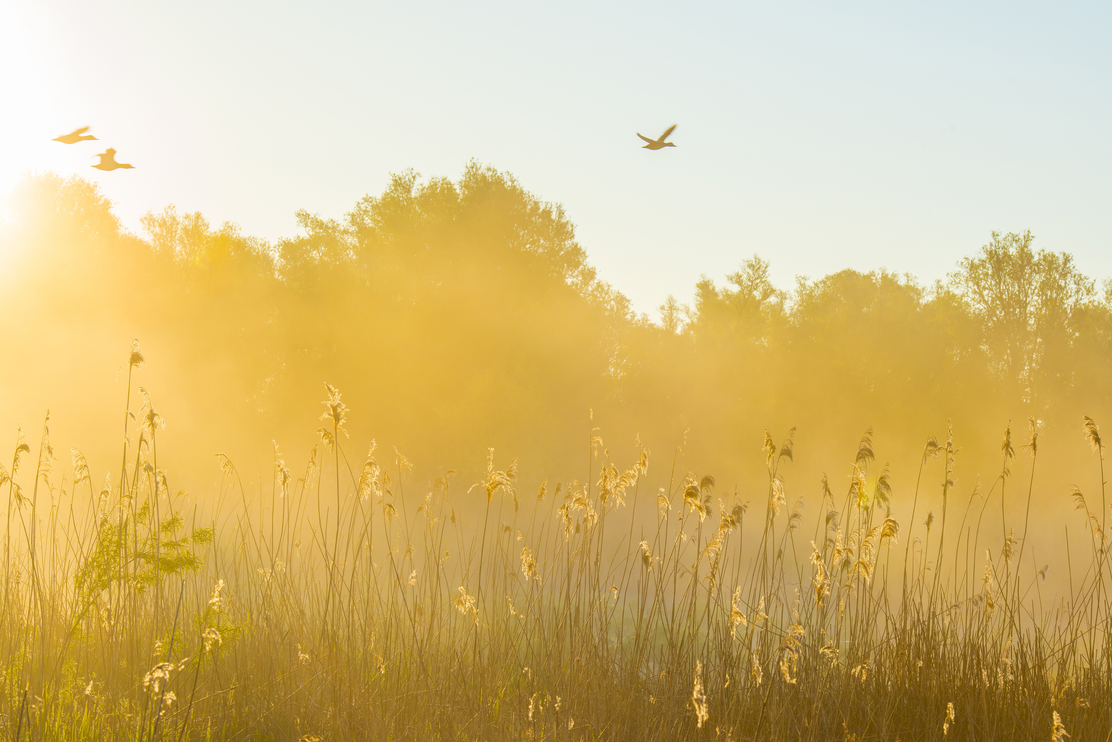 En äng i guldigt motljus, fåglar i skyn