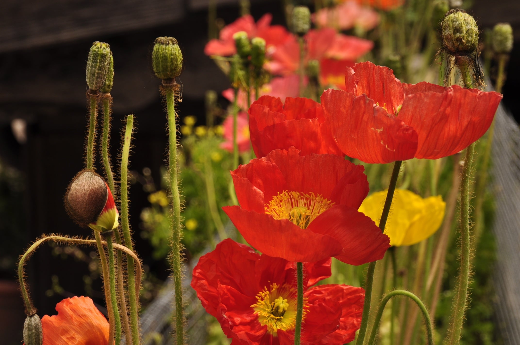 Blommor