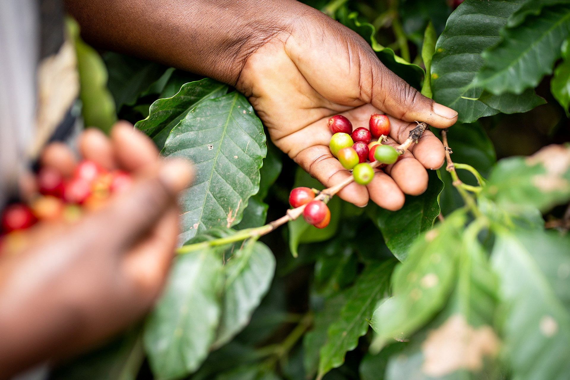 händer håller i bär 