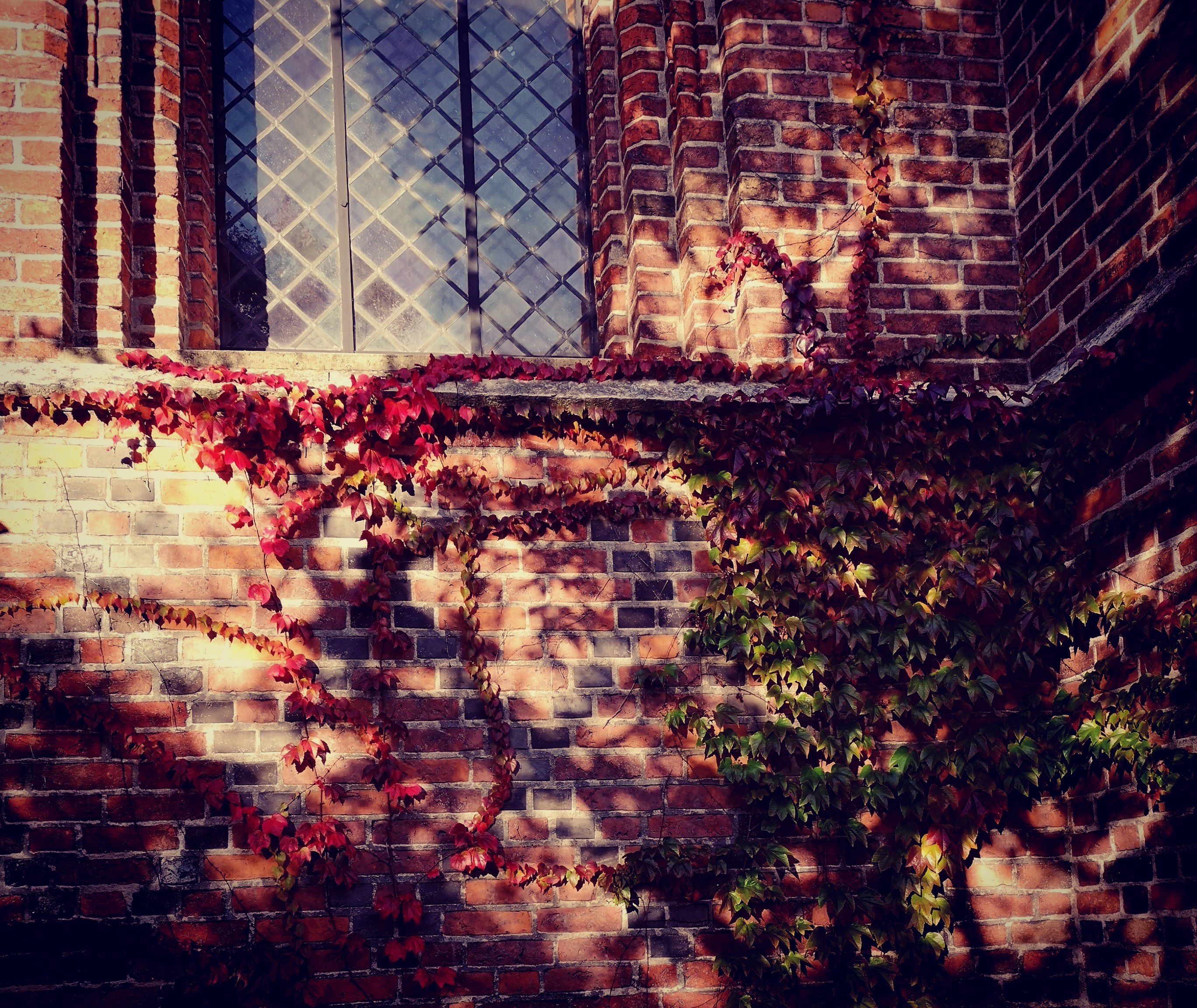 Klosterkyrkans ena fönster visas i överkant på bilden. På tegelfasaden växer vildvinets rankor. Bladen skiftar i höstens olika färger och solen strålar genom ett träd som ger dramatiska skuggor. 