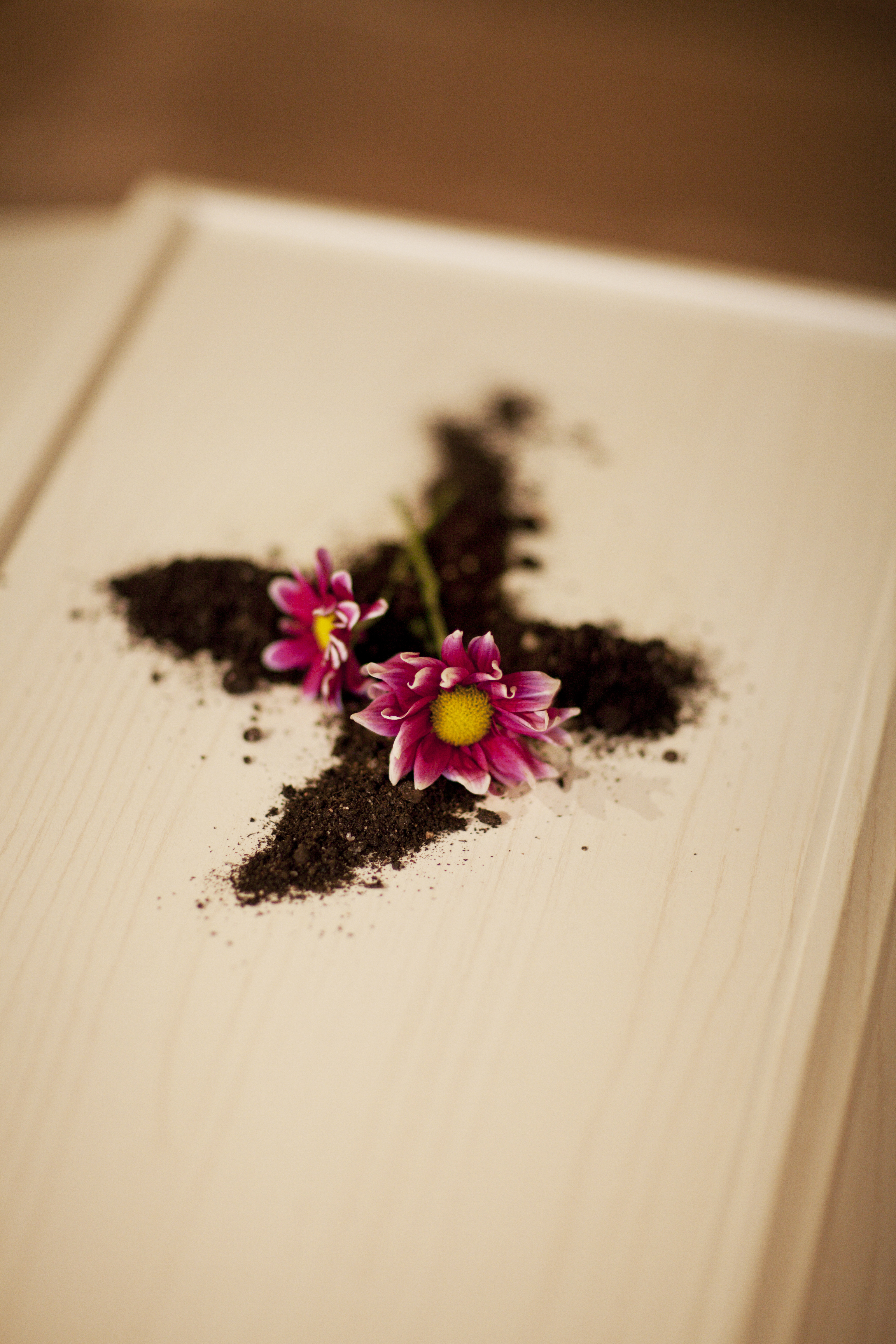 Kista i ljust trä, ovanpå finns ett kors i mull och två rosa blommor ligger ovanpå korset.