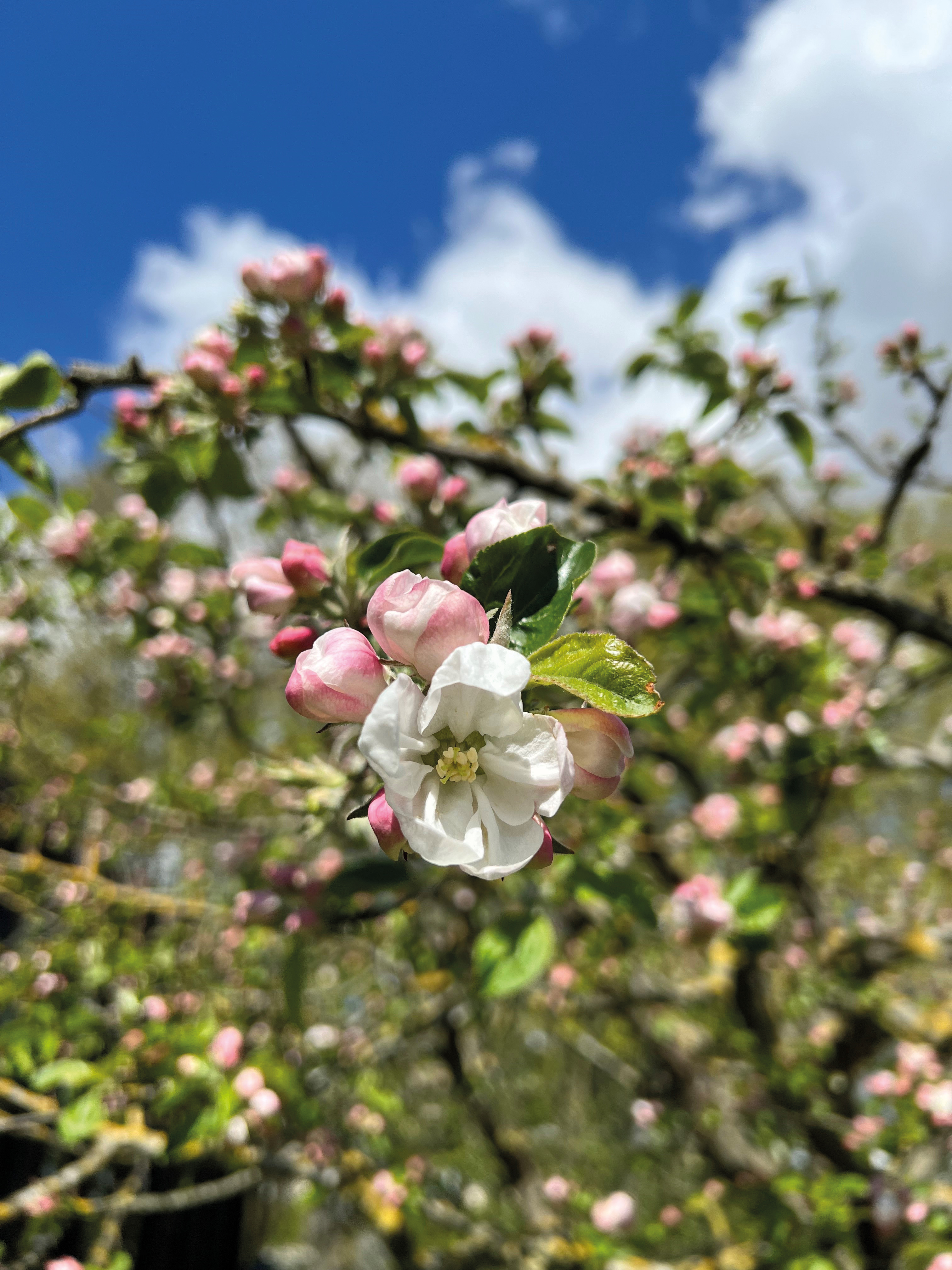 Närbild på äppelblommor