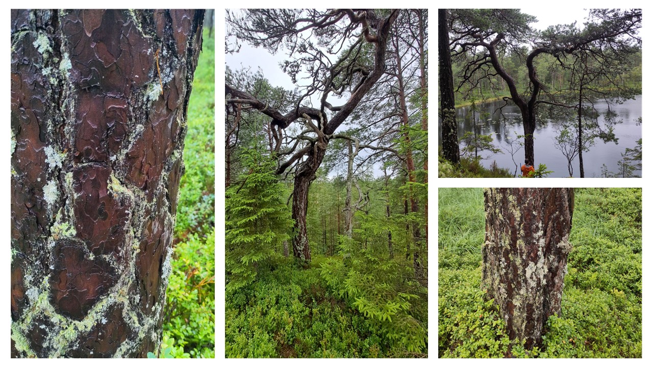 Fotomontage på trädstammar i skogen.