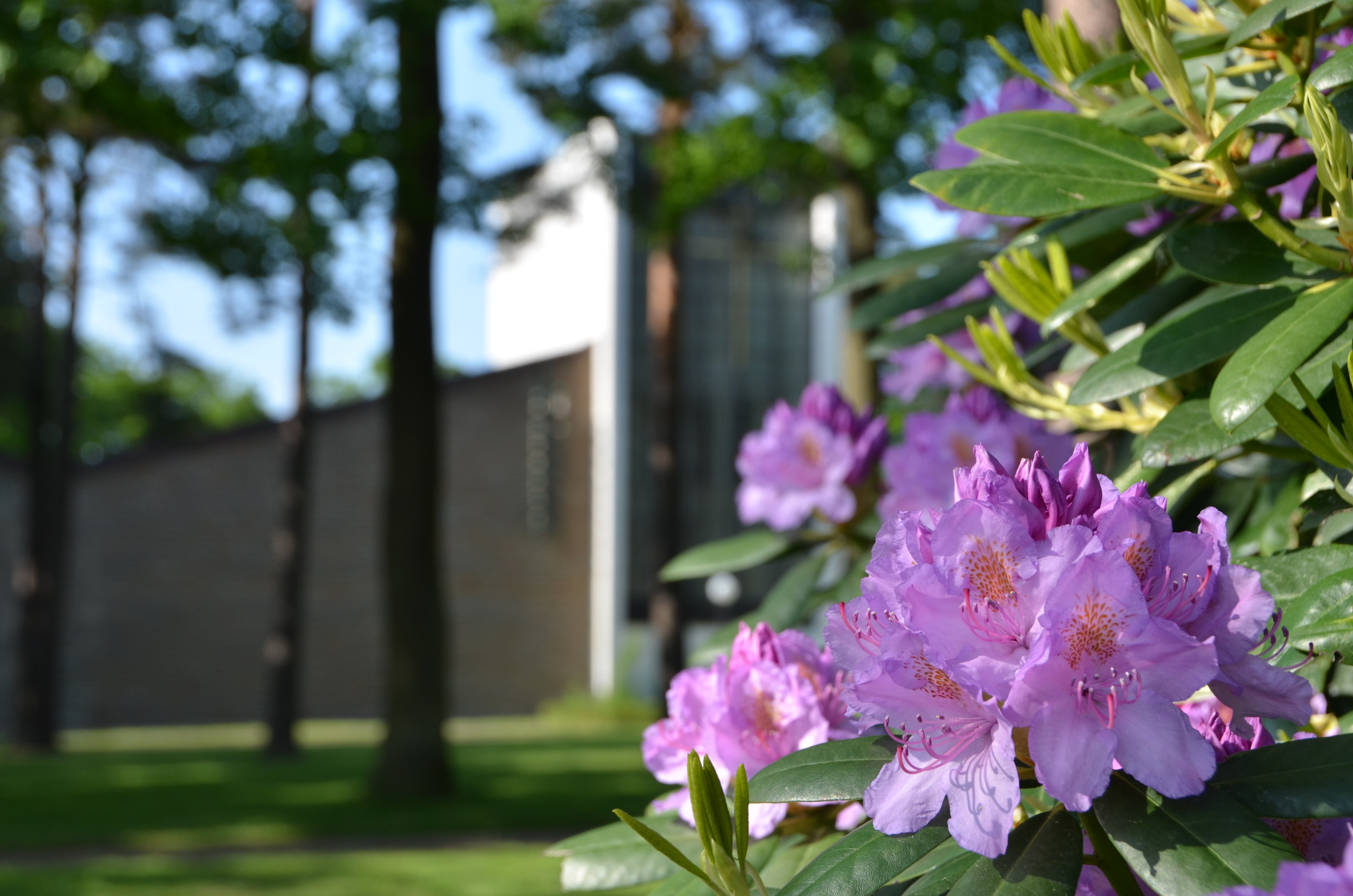 Lila buskblomma med kyrkan i bakgrunden