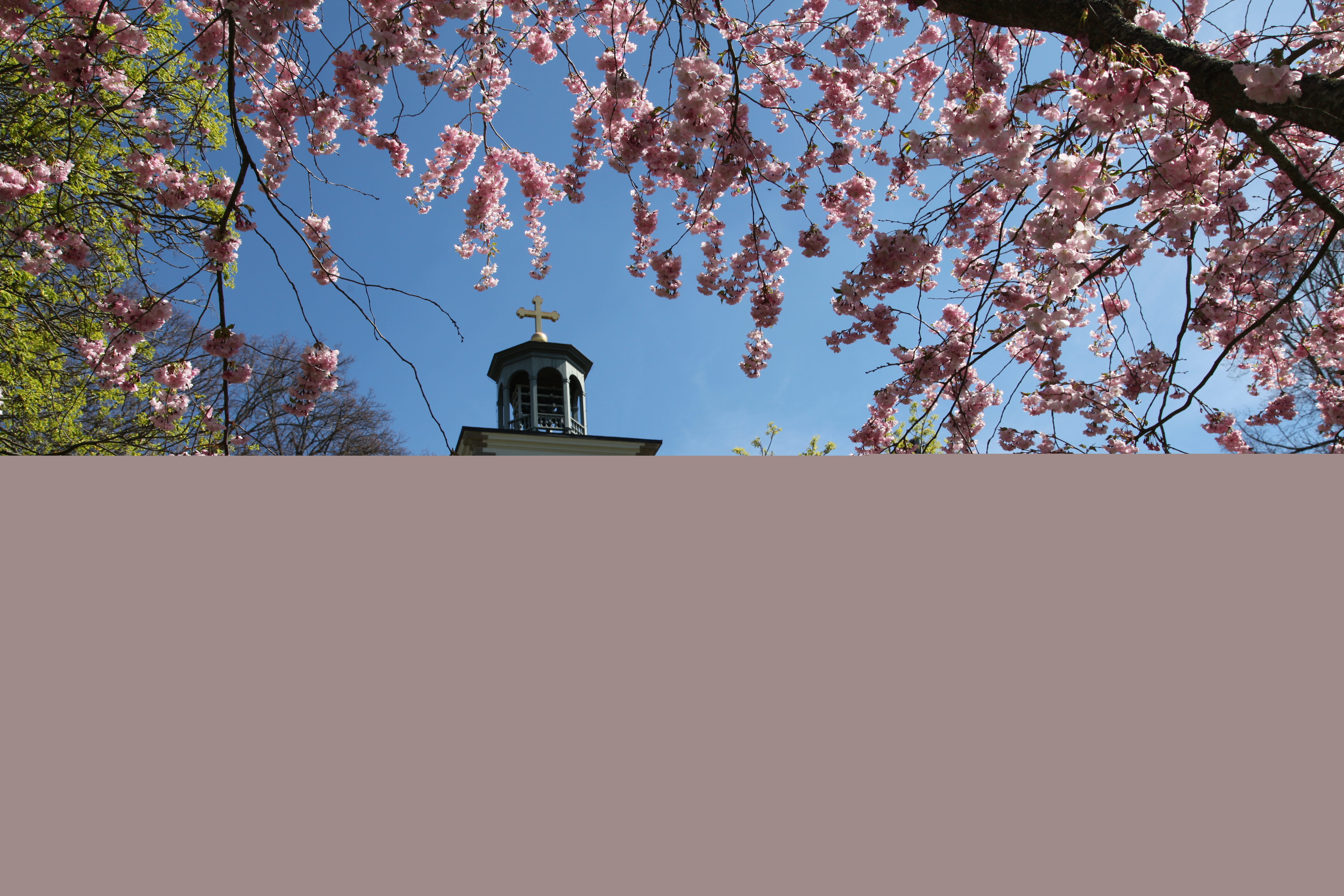 Kumla kyrkas kyrktorn syns mellan blommande trädkronor