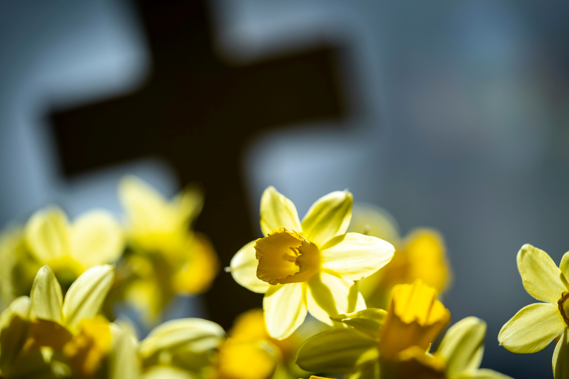 Blommande påskliljor framför ett mörkt kors i bakgrunden.
