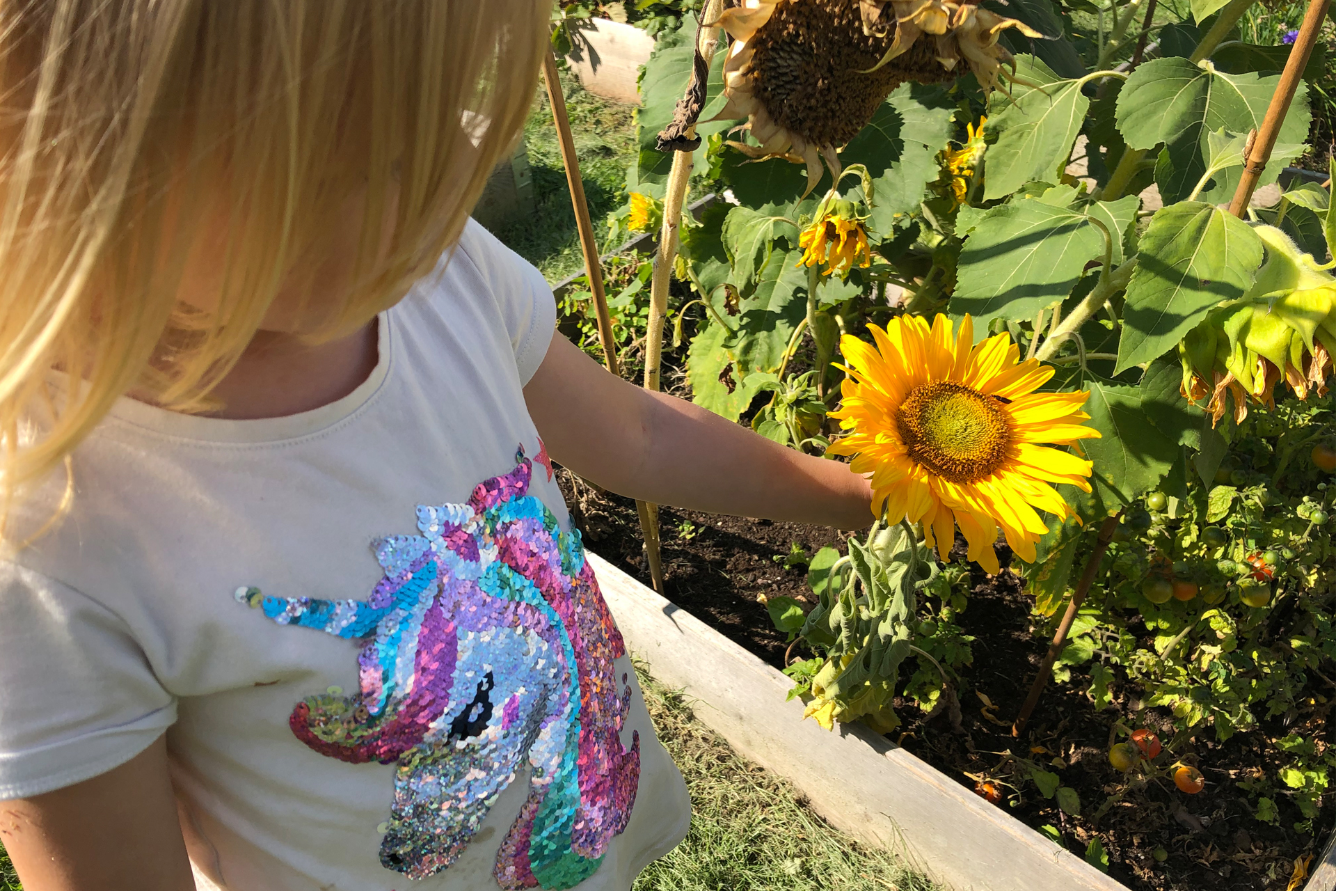 Ett barn med en tröja med en glittrig enhörning på står vid en kragpall med gula blommor.