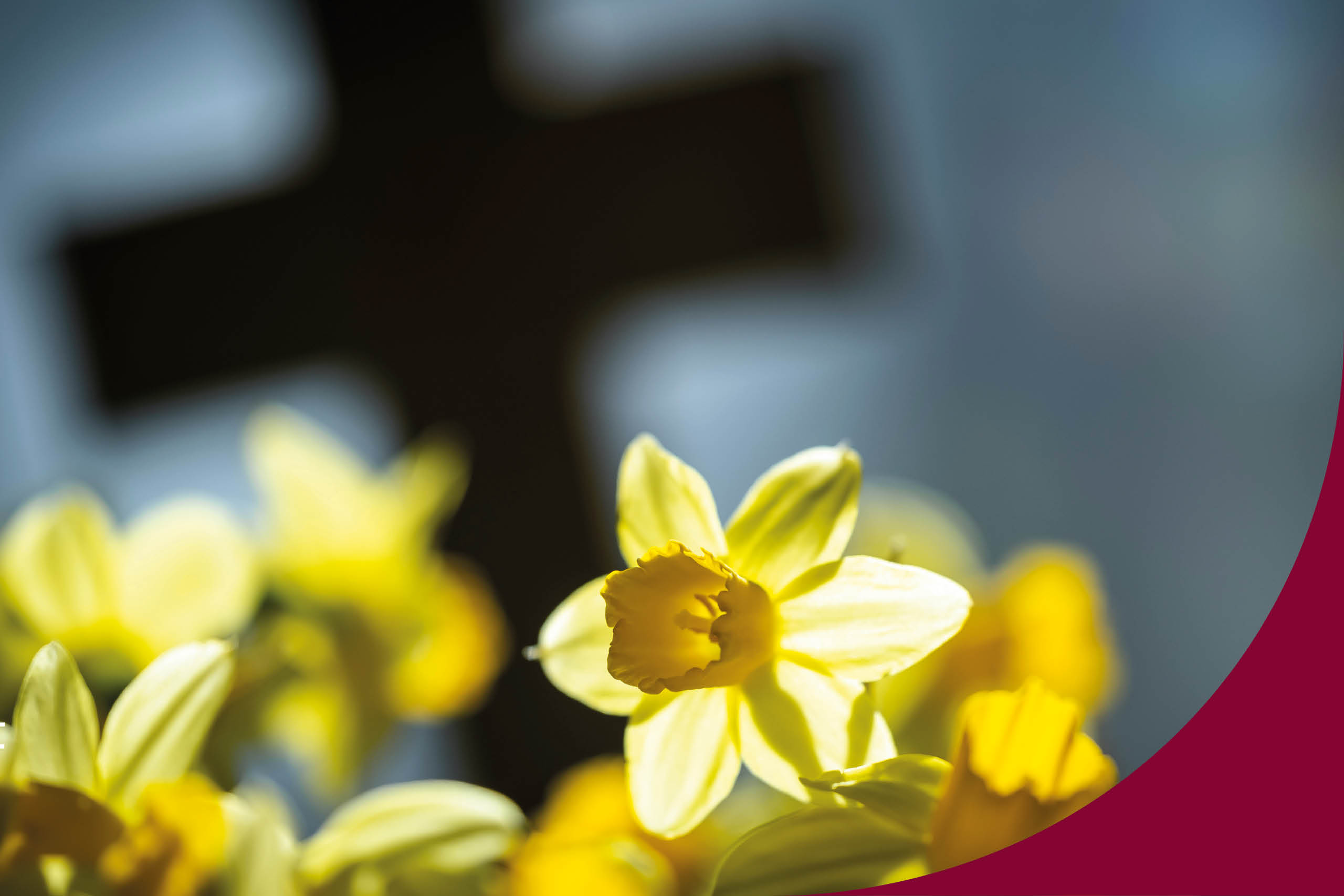 Man ser gula utslagna påskliljor. I bakgrunden syns ett kors  som är lite suddigt i kanterna., som en skugga nästan.