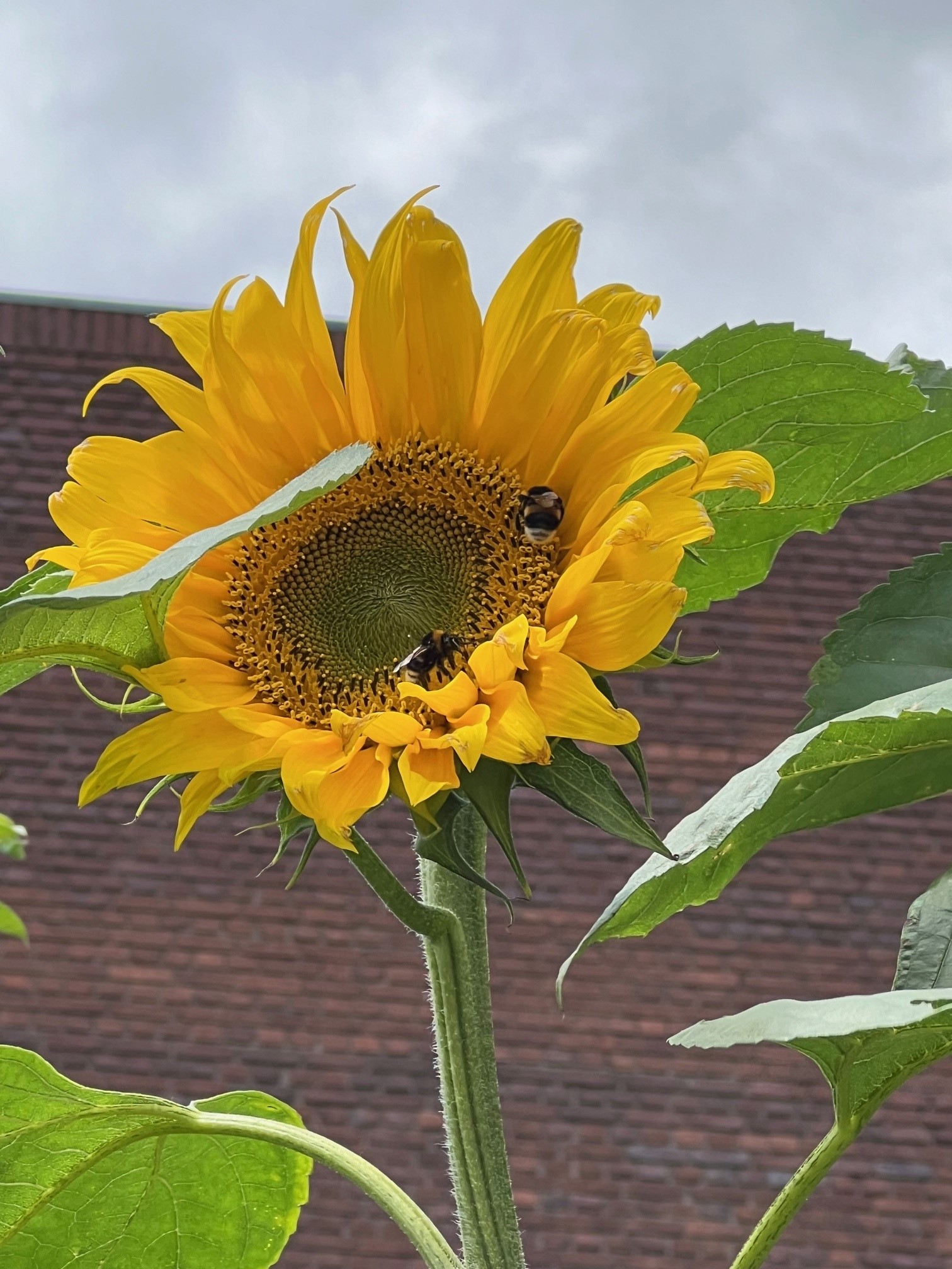 solros mot en tegelvägg och en humla inne i blomman