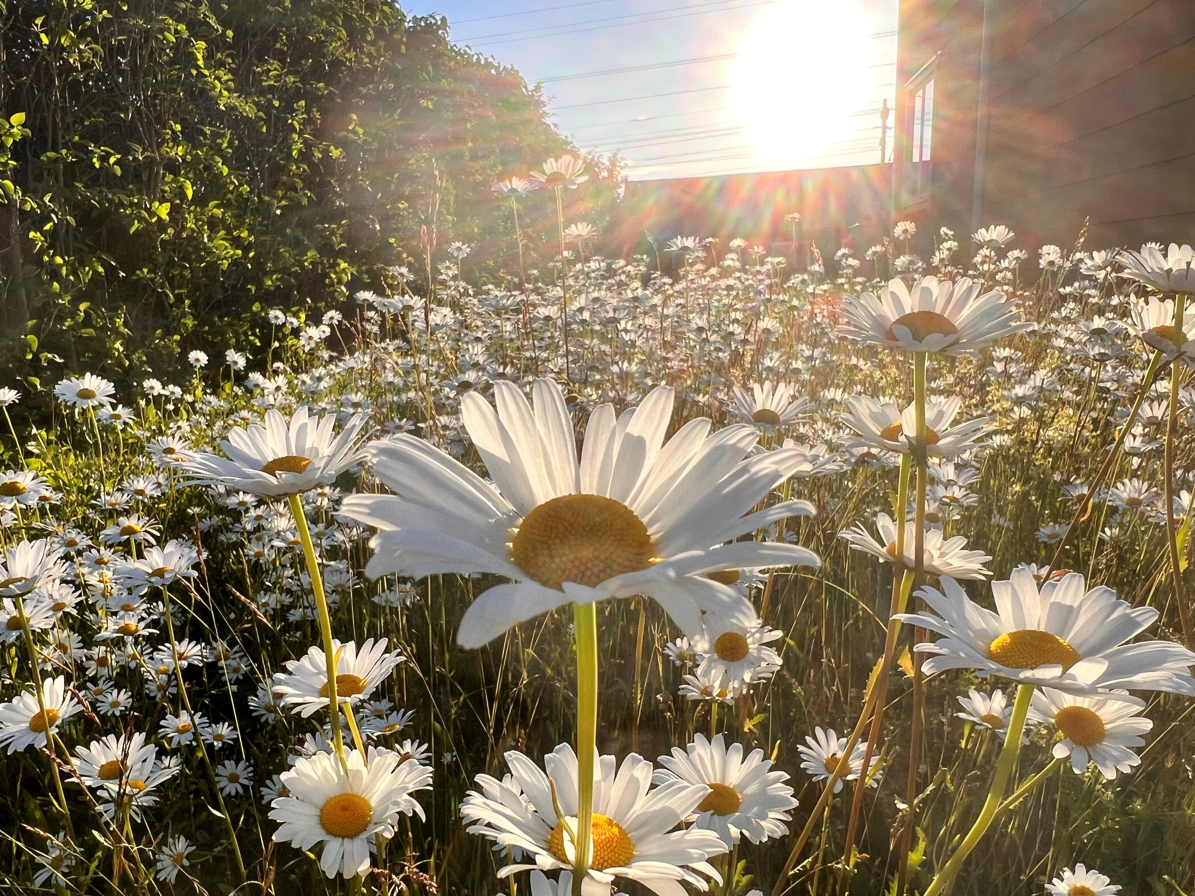 Äng av prästkragar. Solen lyser.