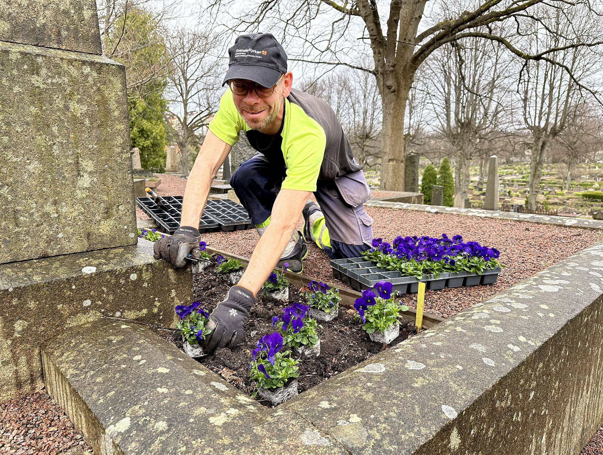 Man i arbetskläder och handskar planterar blå penséer på en grav.