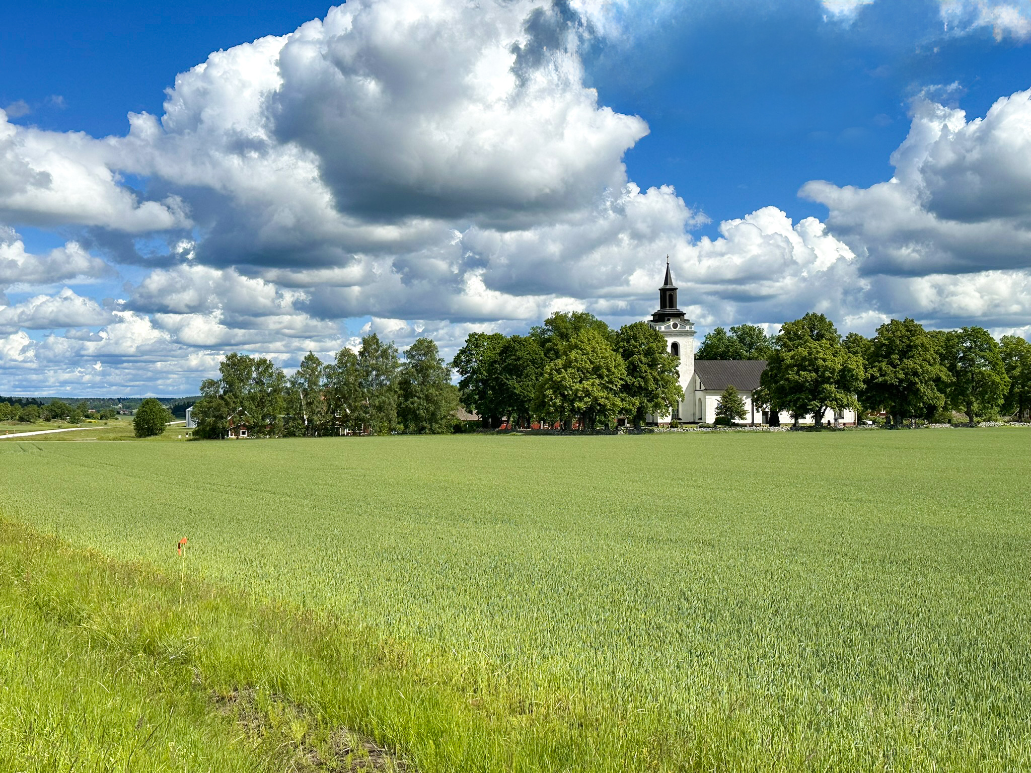 Ett grönt fält med grödor. Bortanför fältet står Torstuna kyrka bland gröna träd mot en blå himmel.