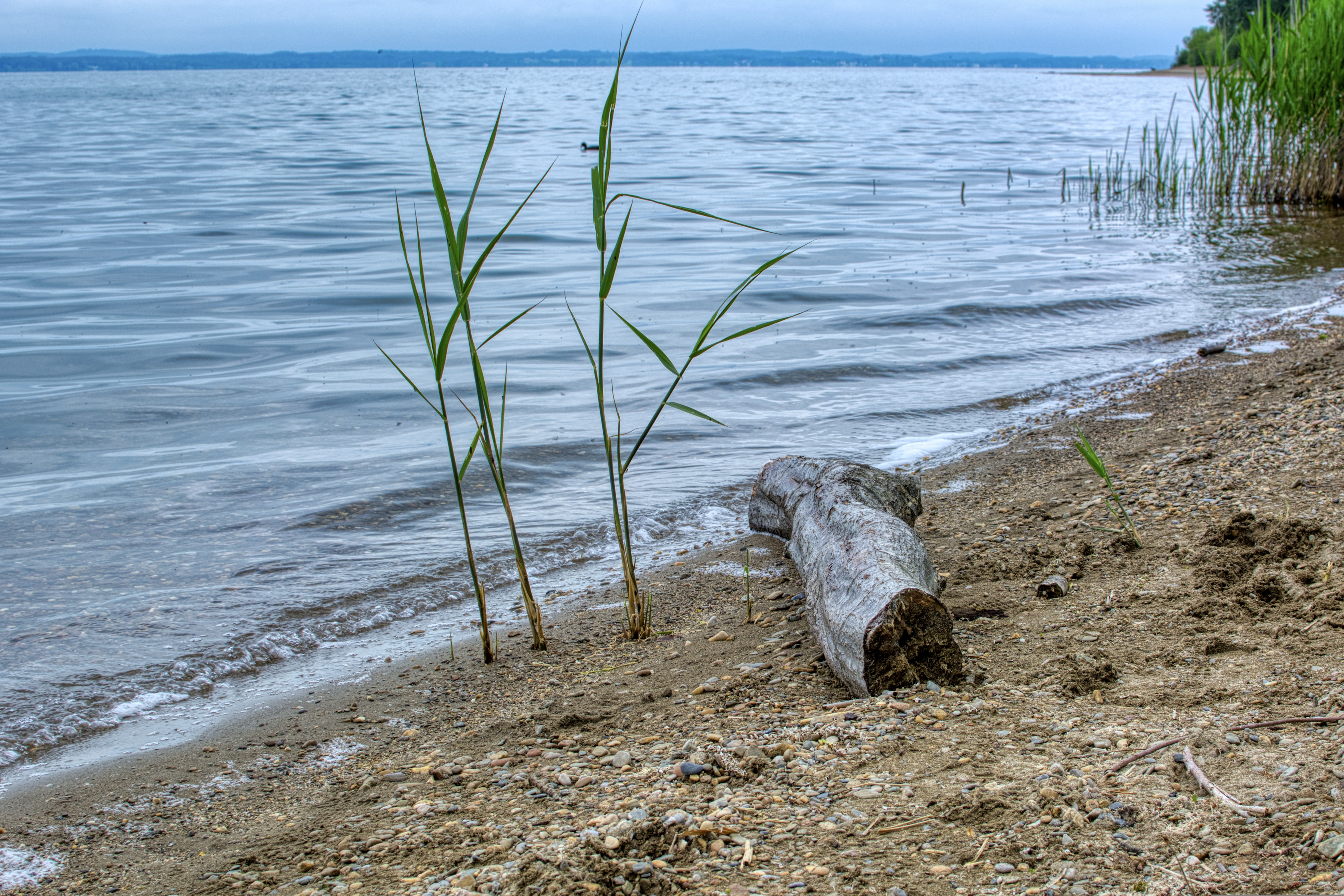 Drivved i strandkanten