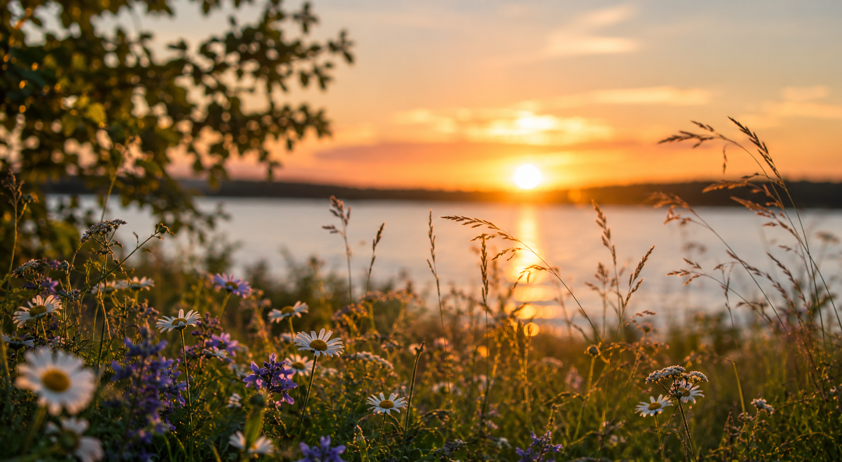 Solen går ner över sjön. Blommor i förgrunden.