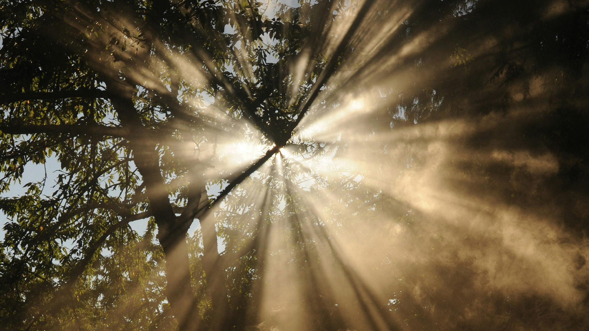 Solstrålar i motljus genom en trädkrona. Solstrålarna reflekteras i dimma. Blå himmel i bakgrunden.