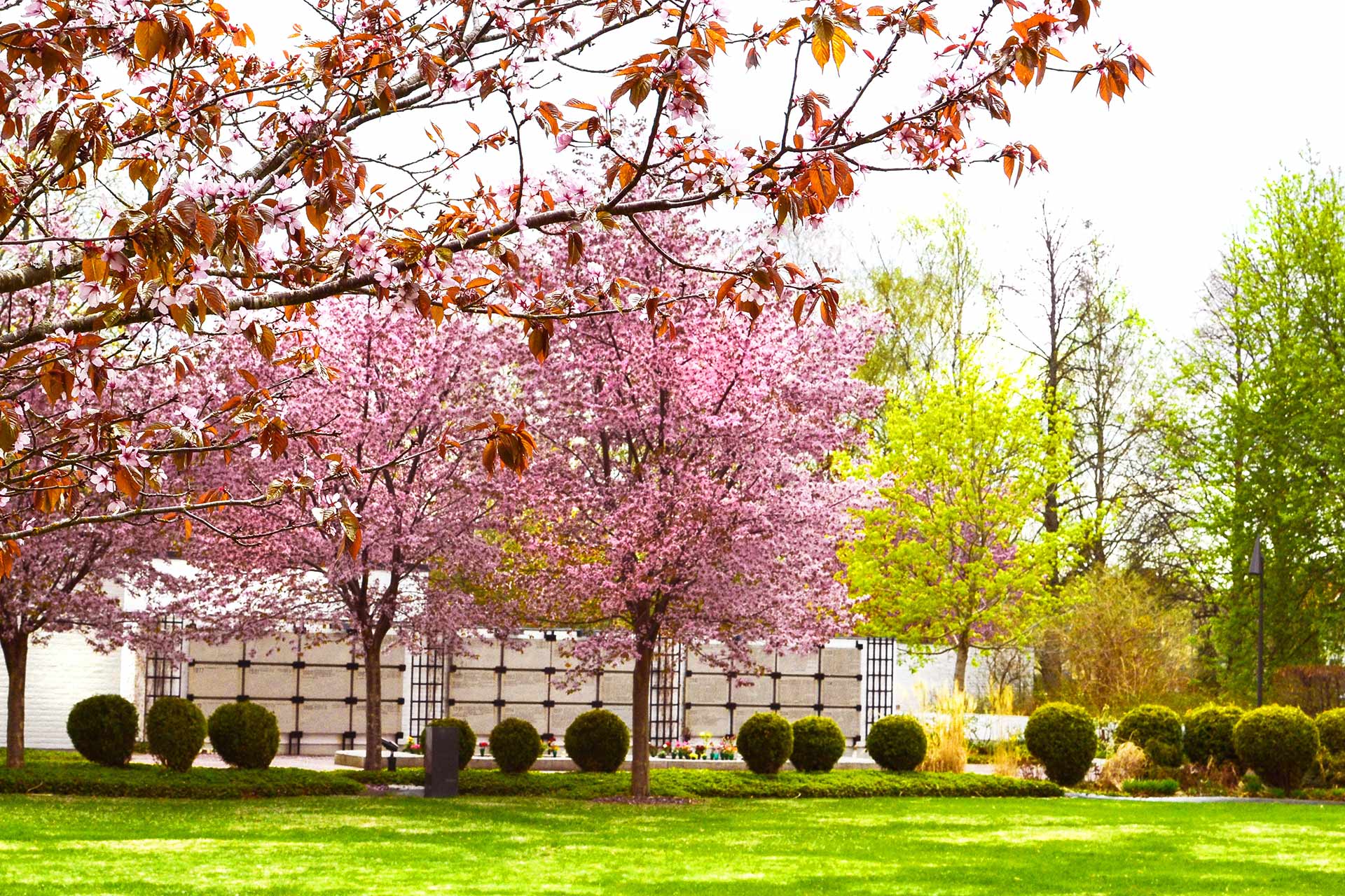 Körbärsblom på Gamla kyrkogårdens minneslund