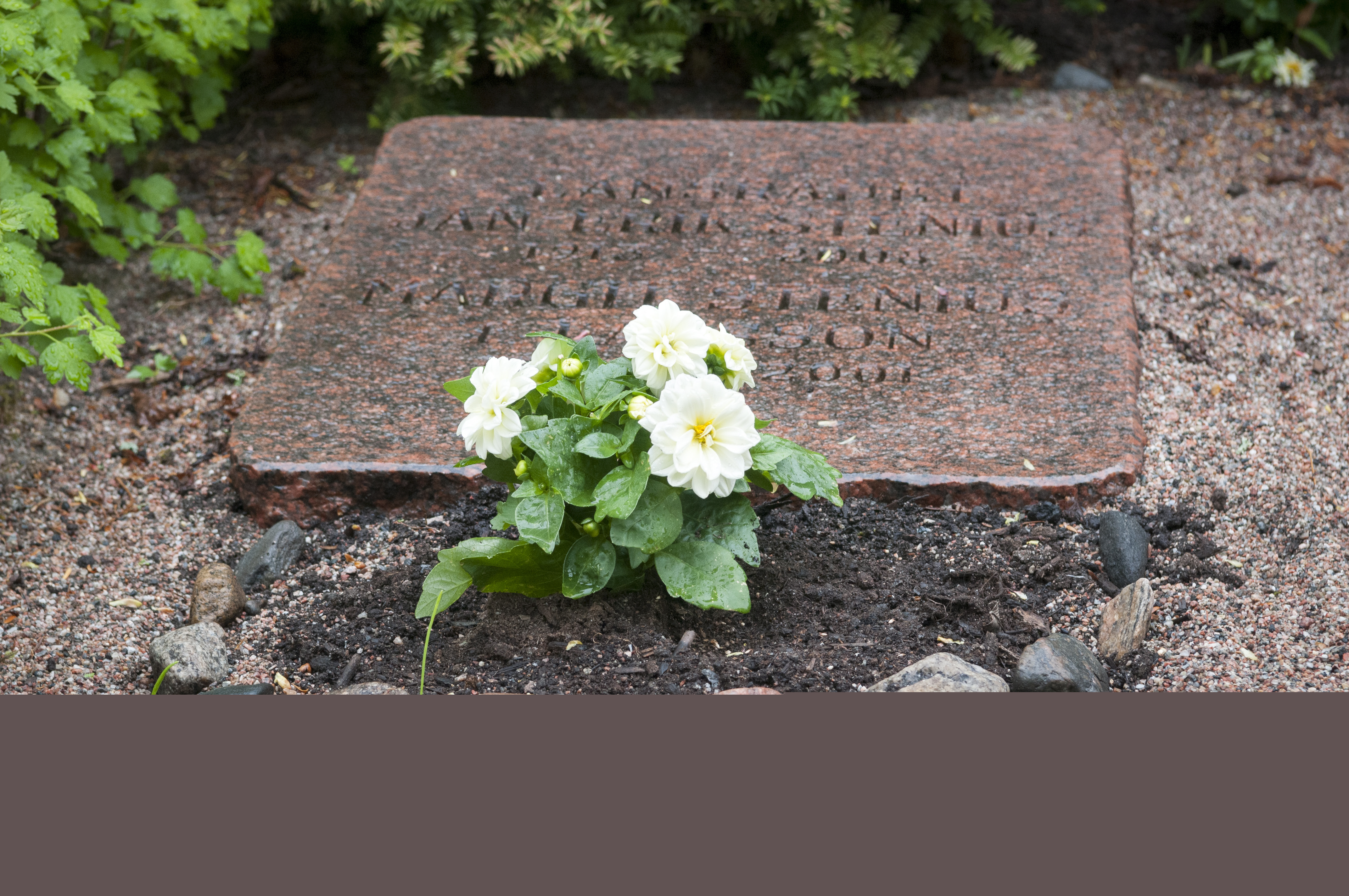 Vita planterade blommor på en grav.