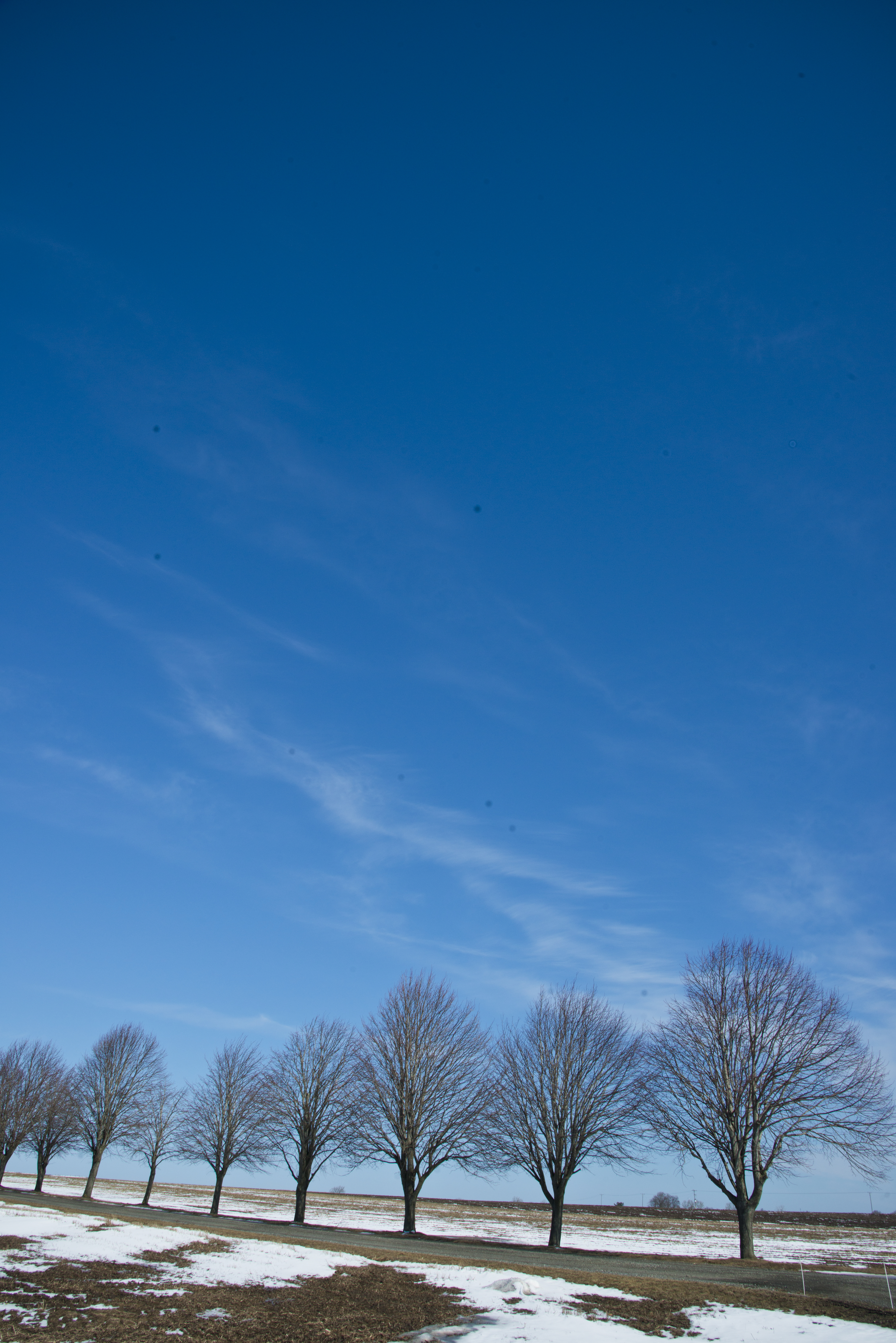 En snöig lövlös allé under blå himmel.