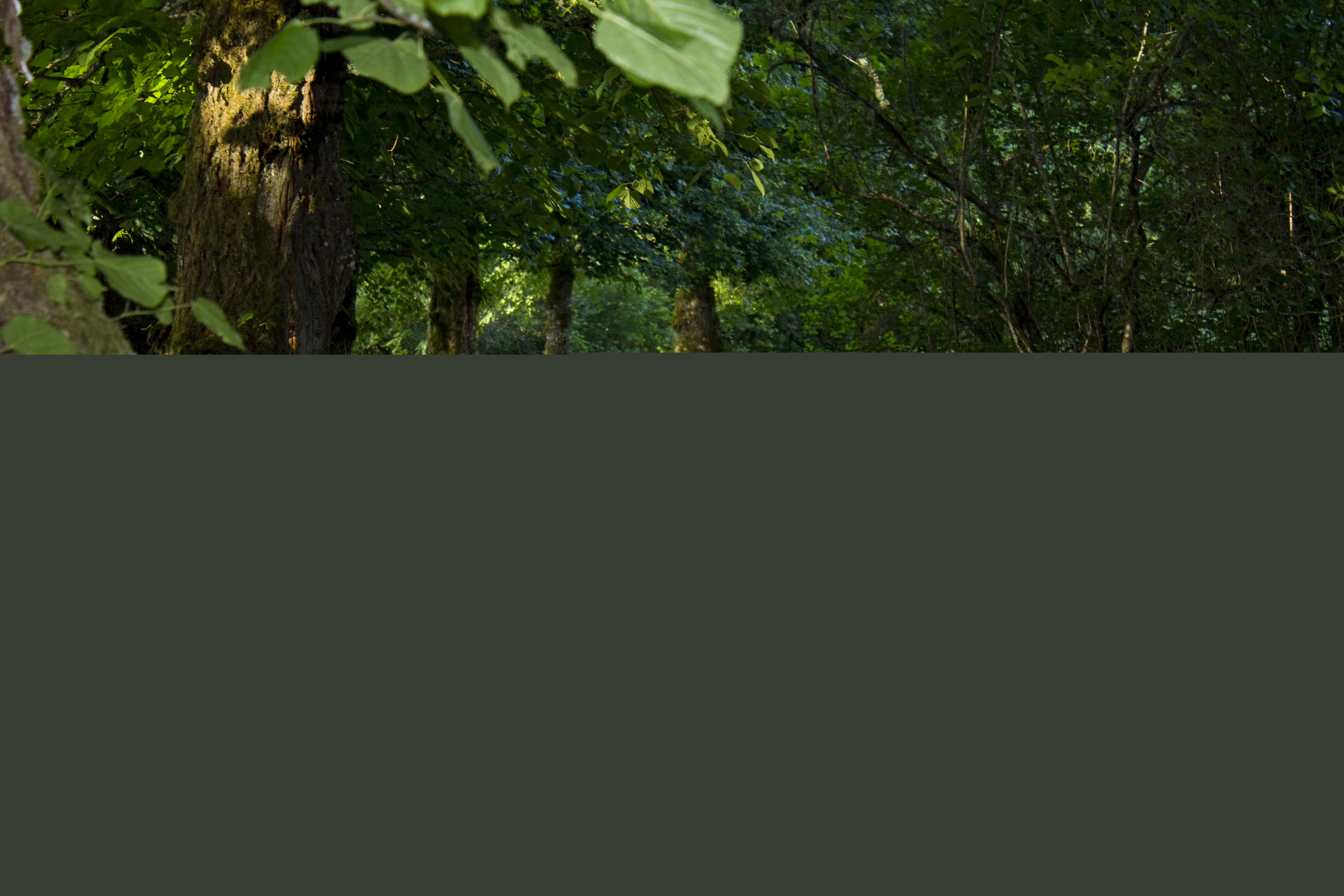 En gångväg i en park.