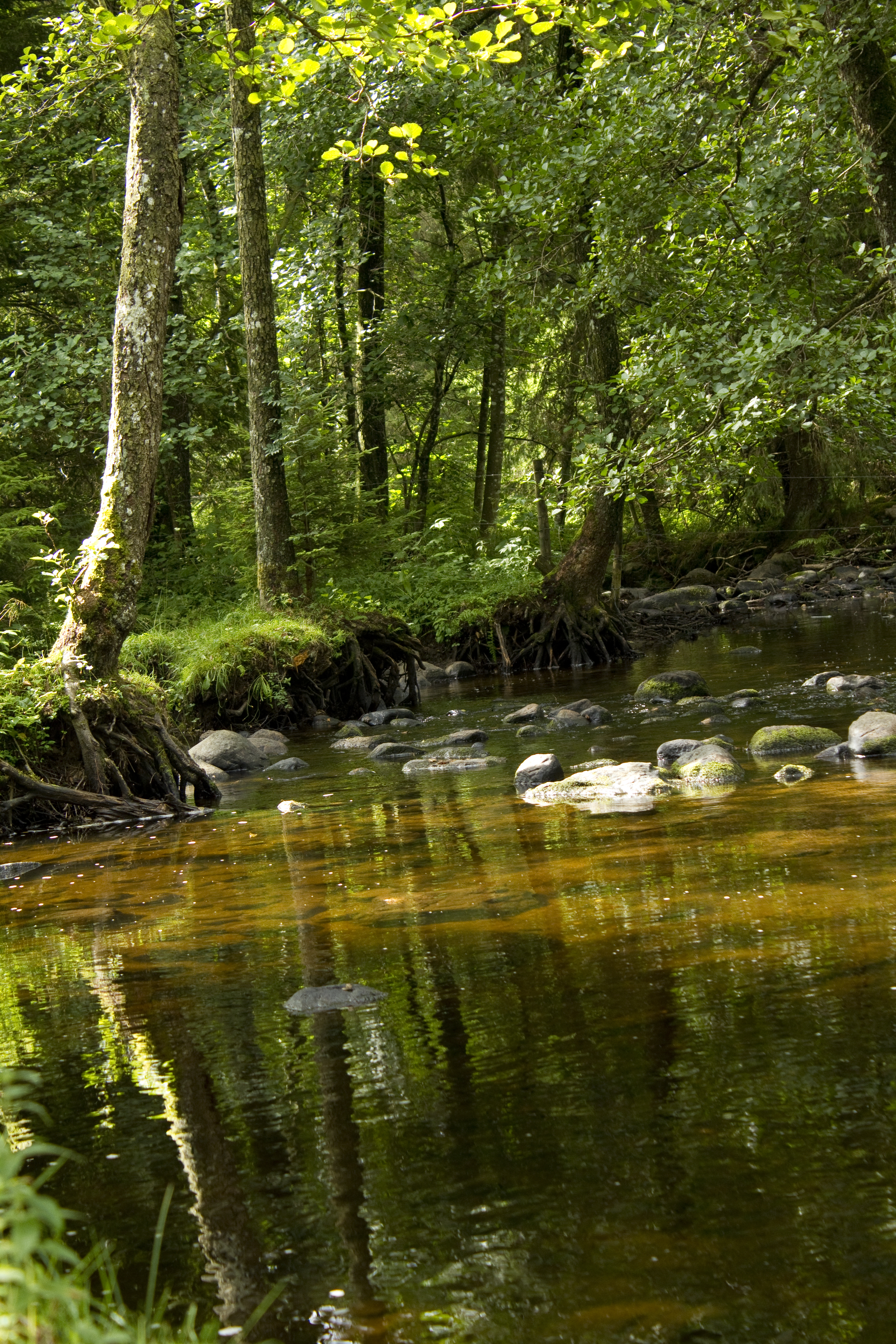 En stilla bäck i skogen.