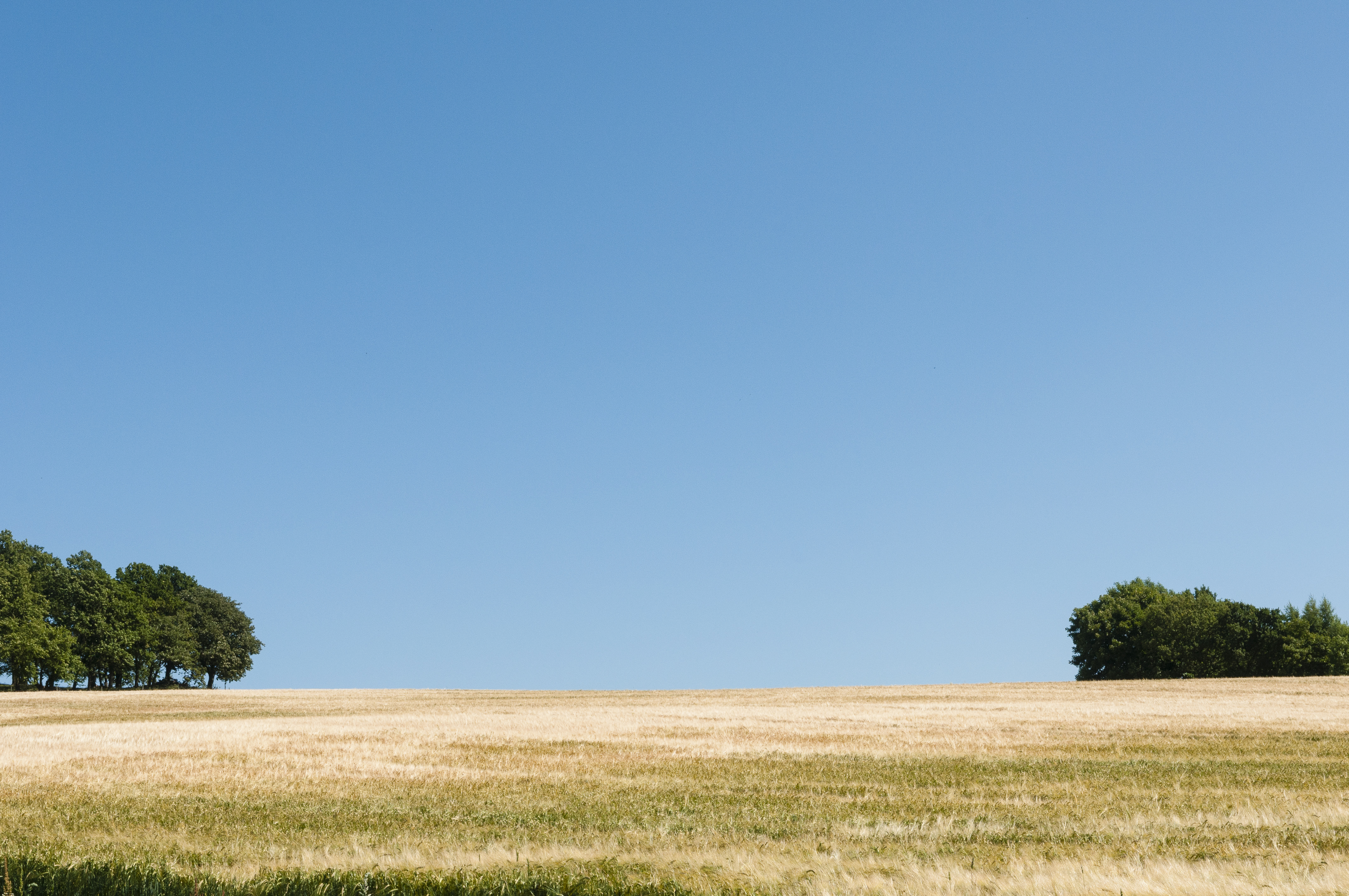 Några träddungar på ett sädesfält under blå himmel.