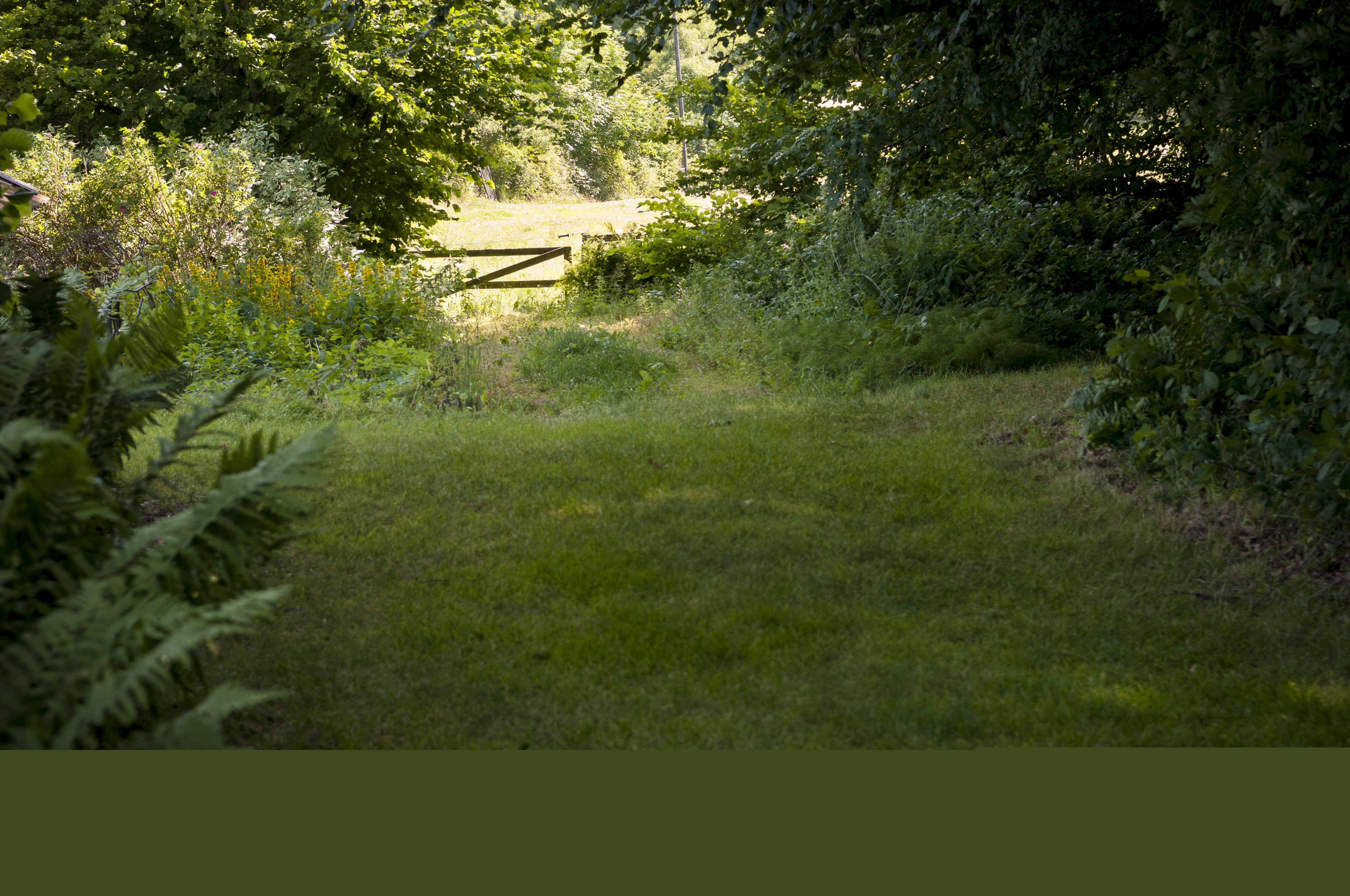 En grind till en äng i en skogsdunge.