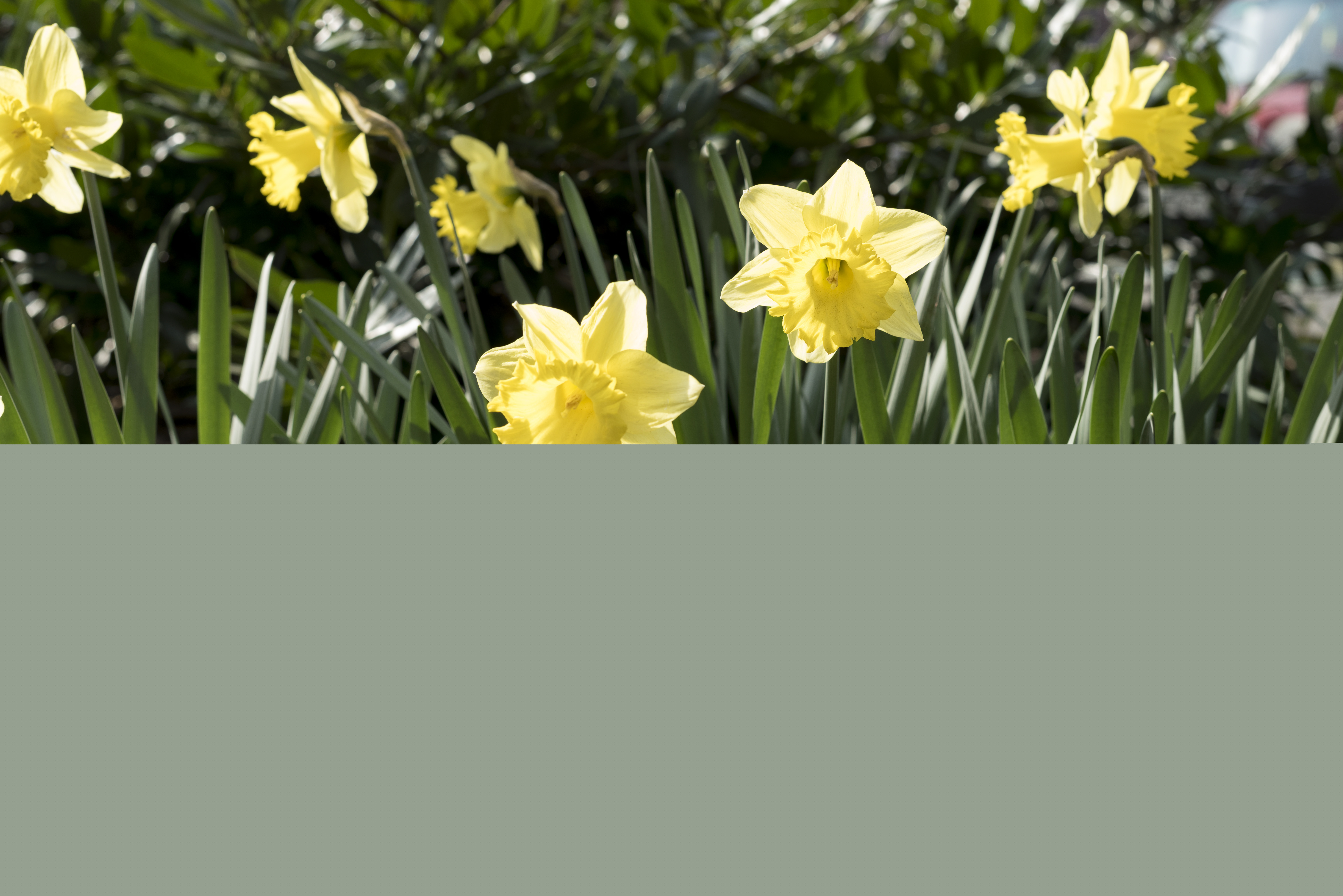 Påskliljor i solen.