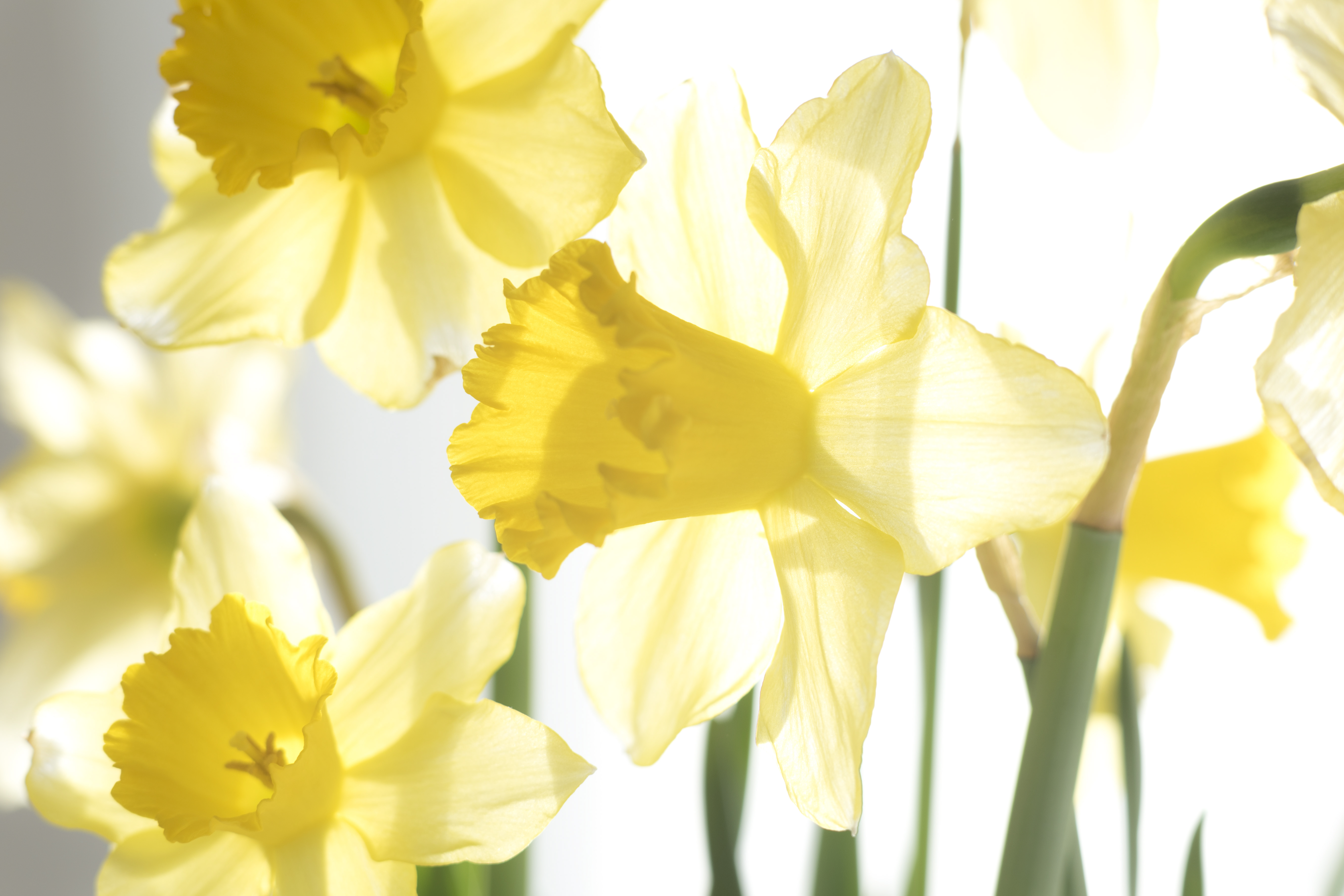 Närbild på påskliljor i solljus.