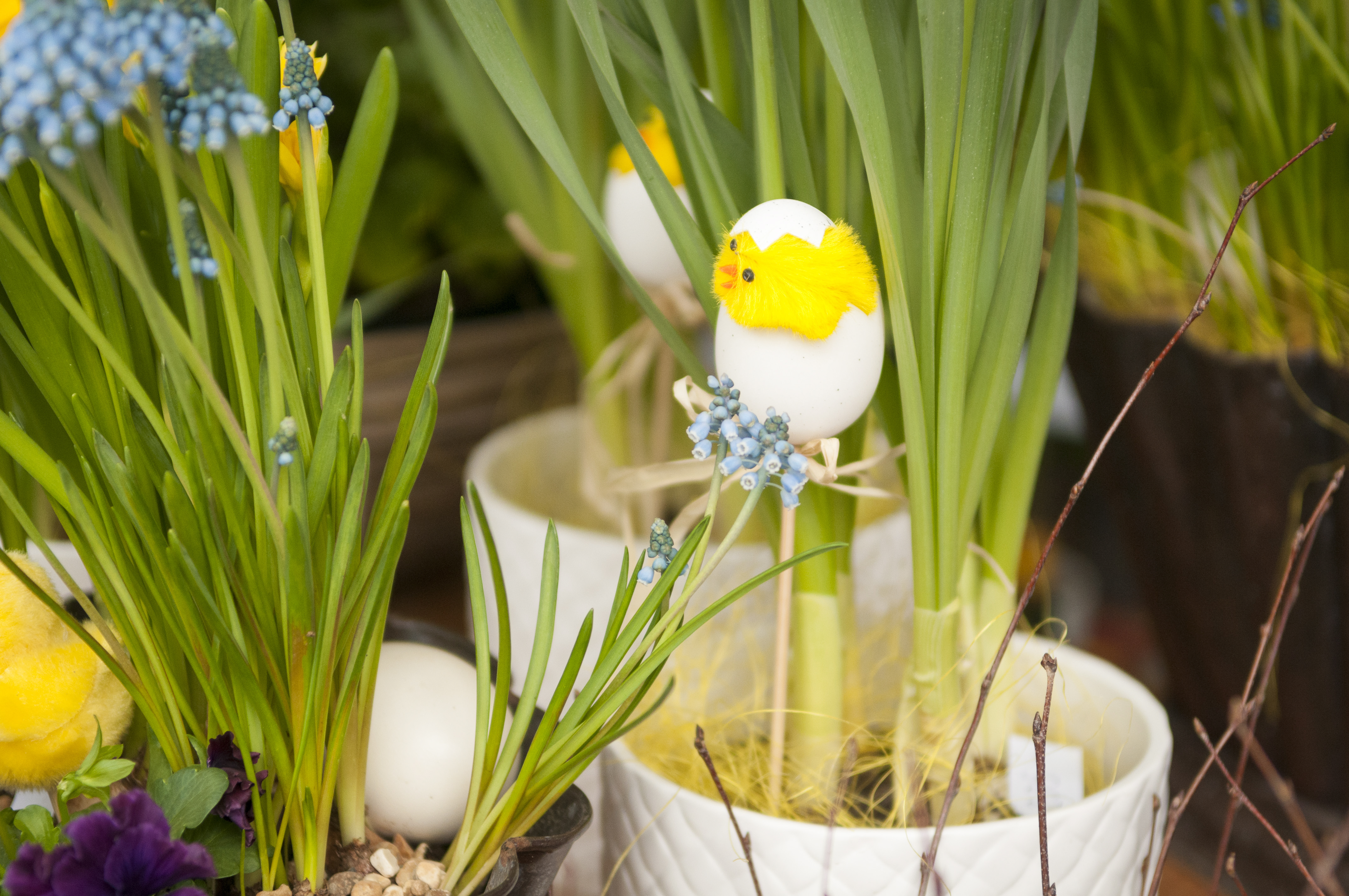 Påskpynt i krukor med påskblommor.