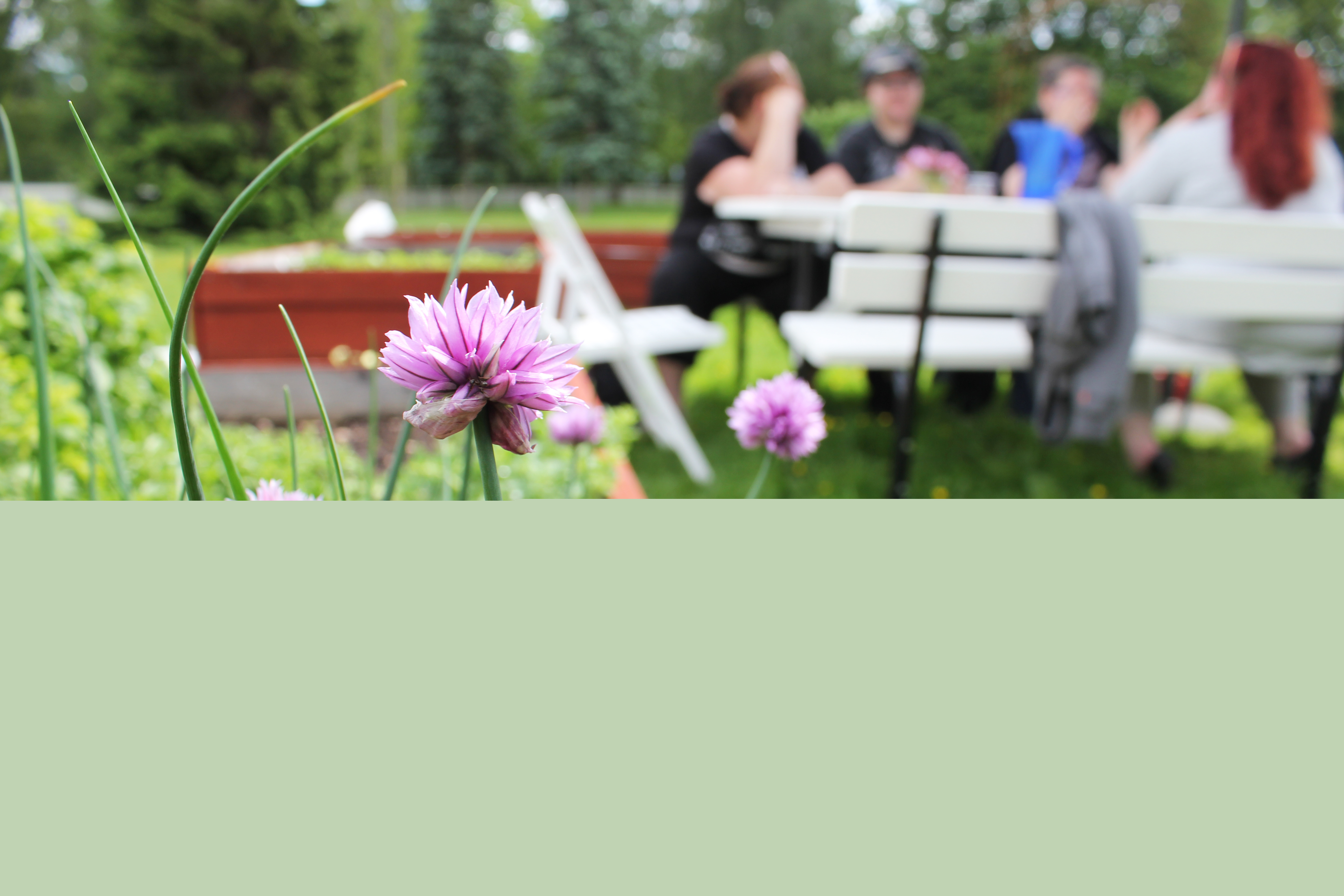 Gräslök i en odlingslåda. En grupp människor sitter i bakgrunden.