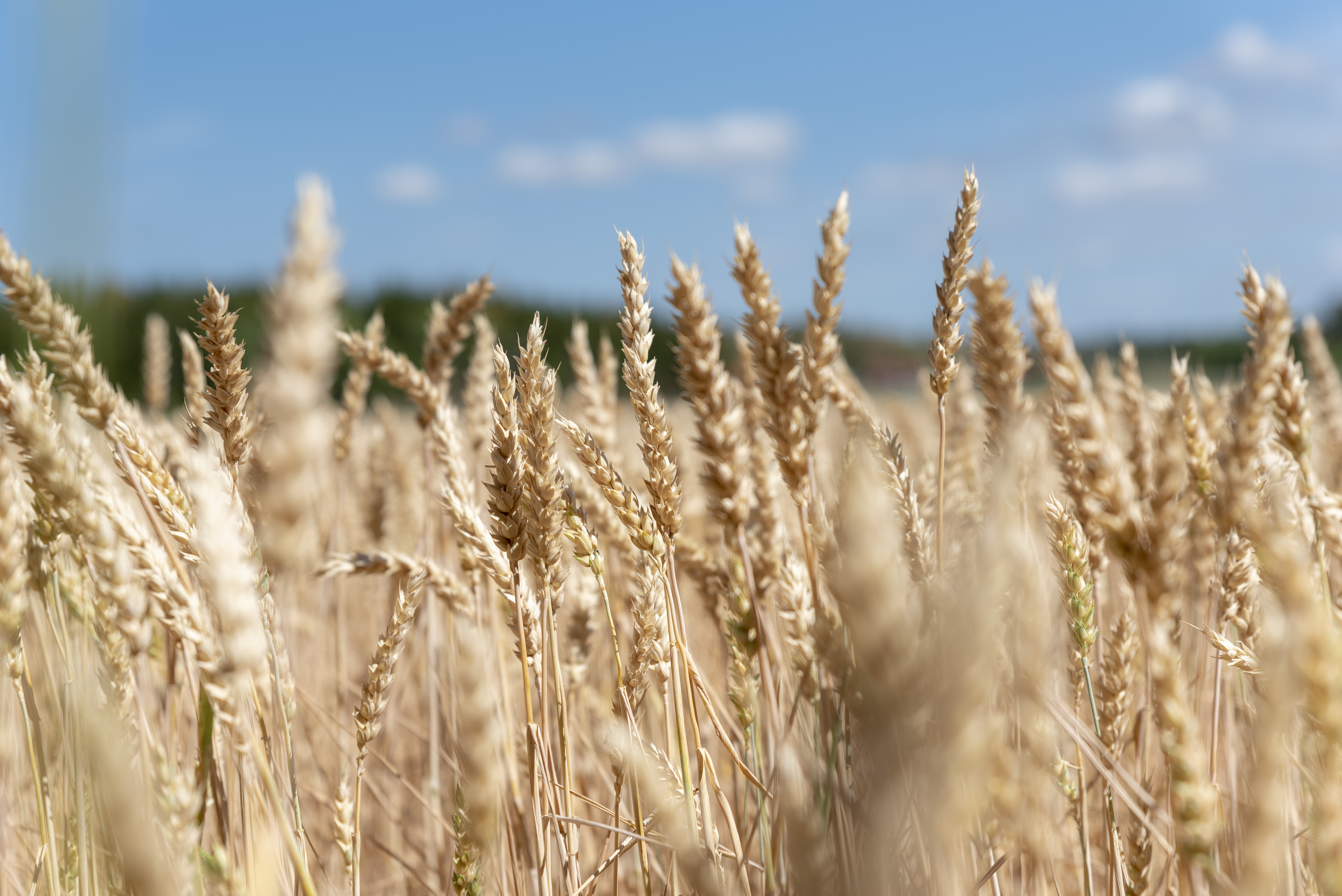 Närbild på vete som växer på en åker.