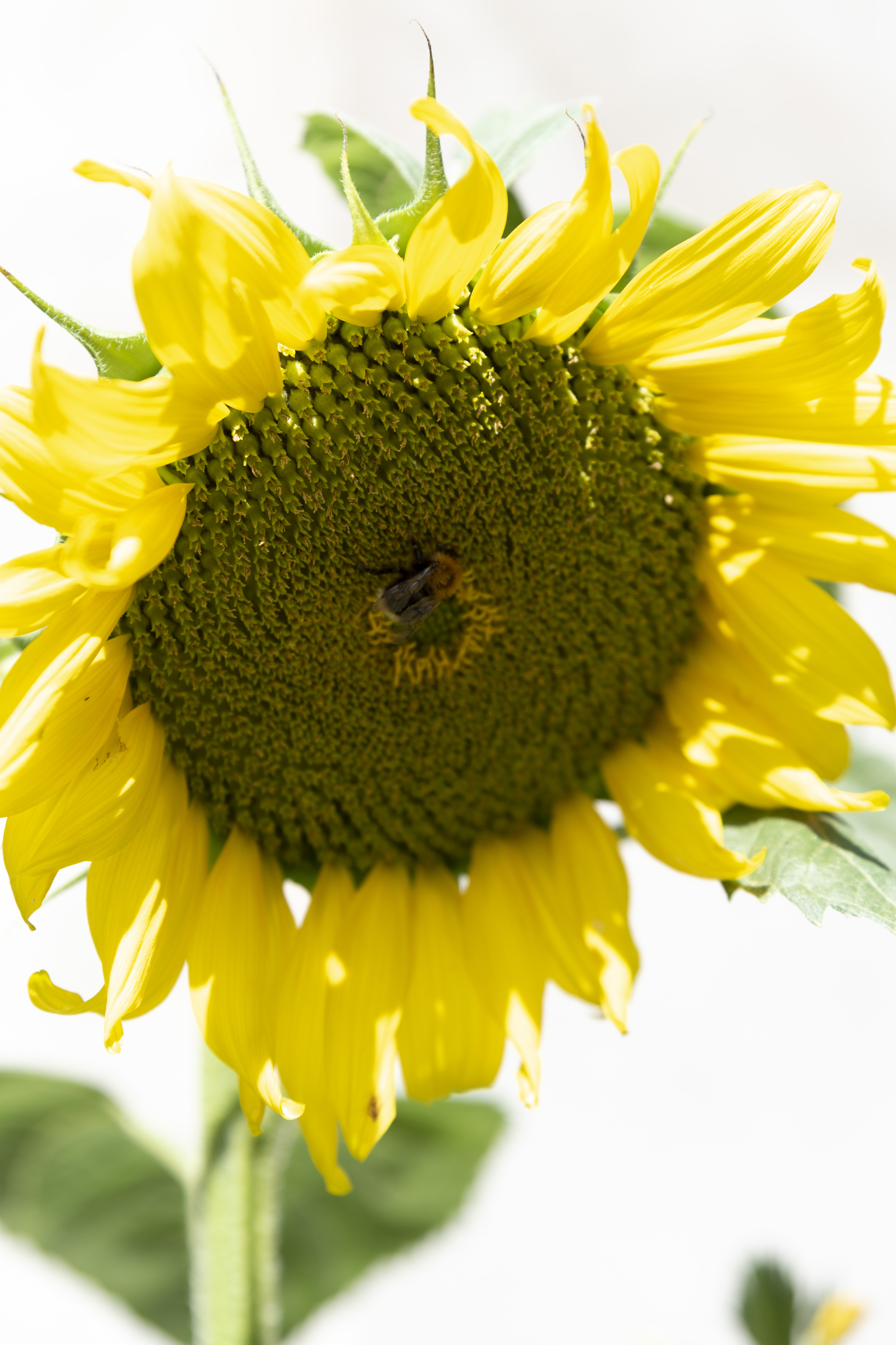 Närbild på en solros.