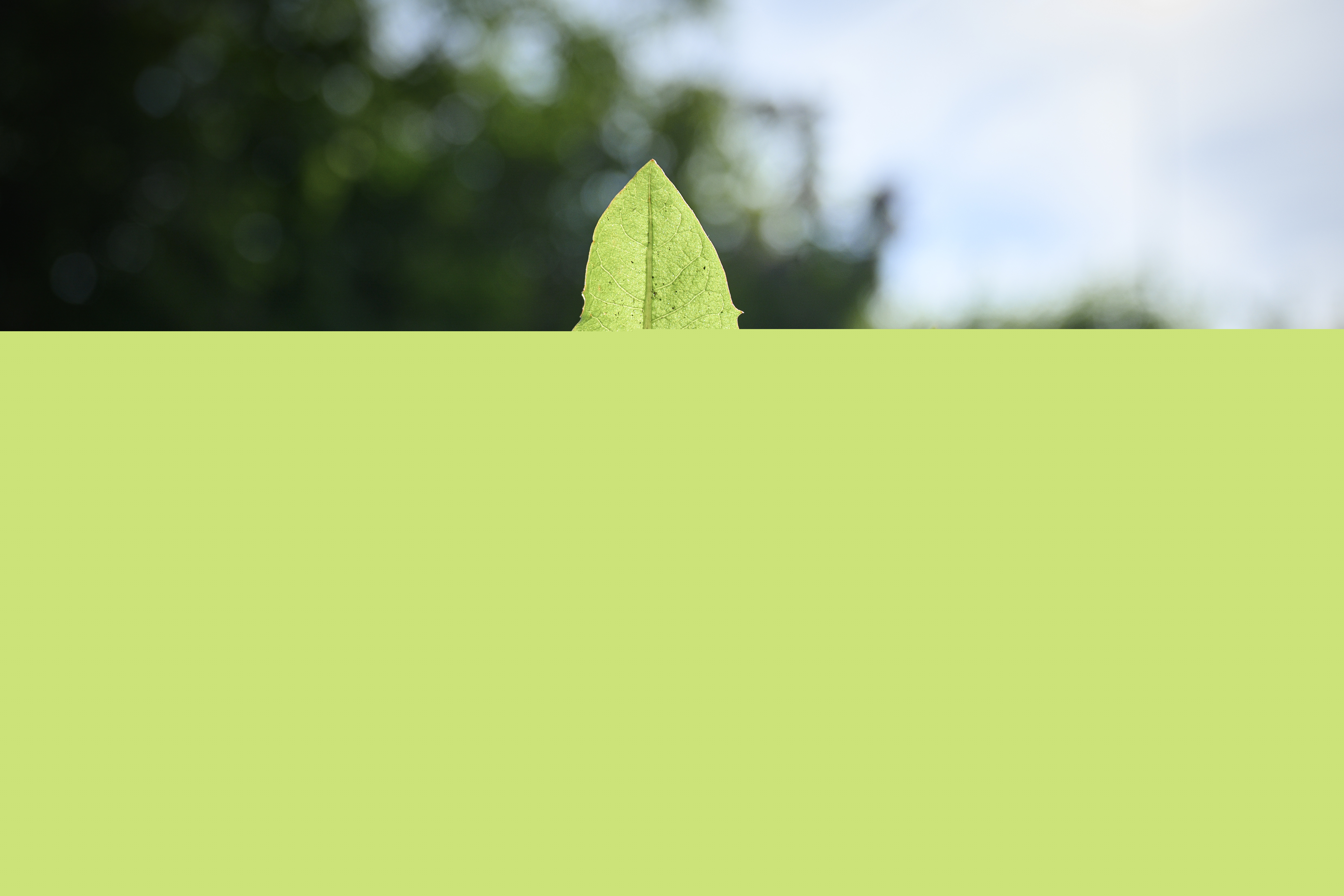 Närbild på maskrosblad som växer upp i jorden.