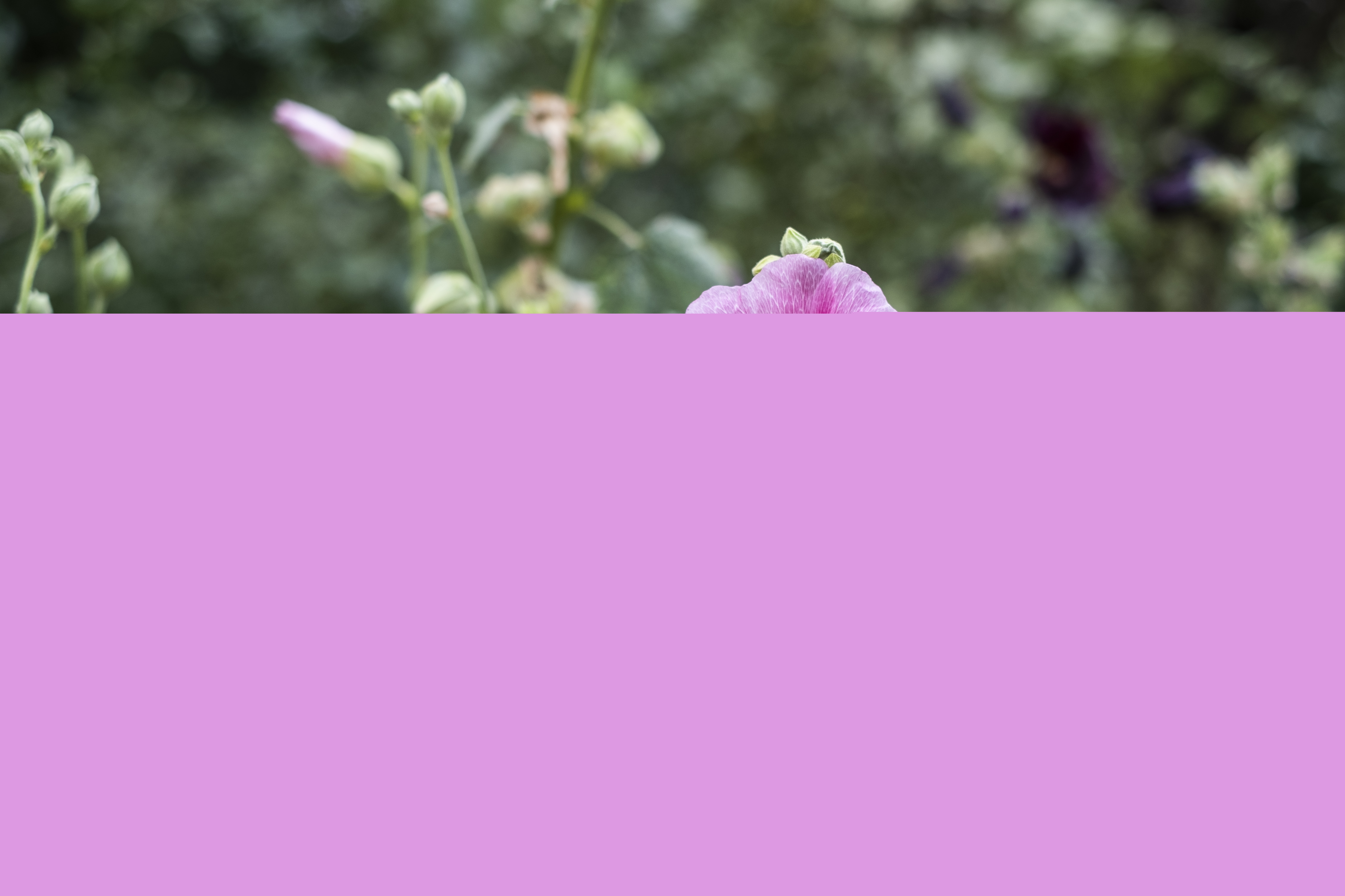 En rosa blomma i solsken.